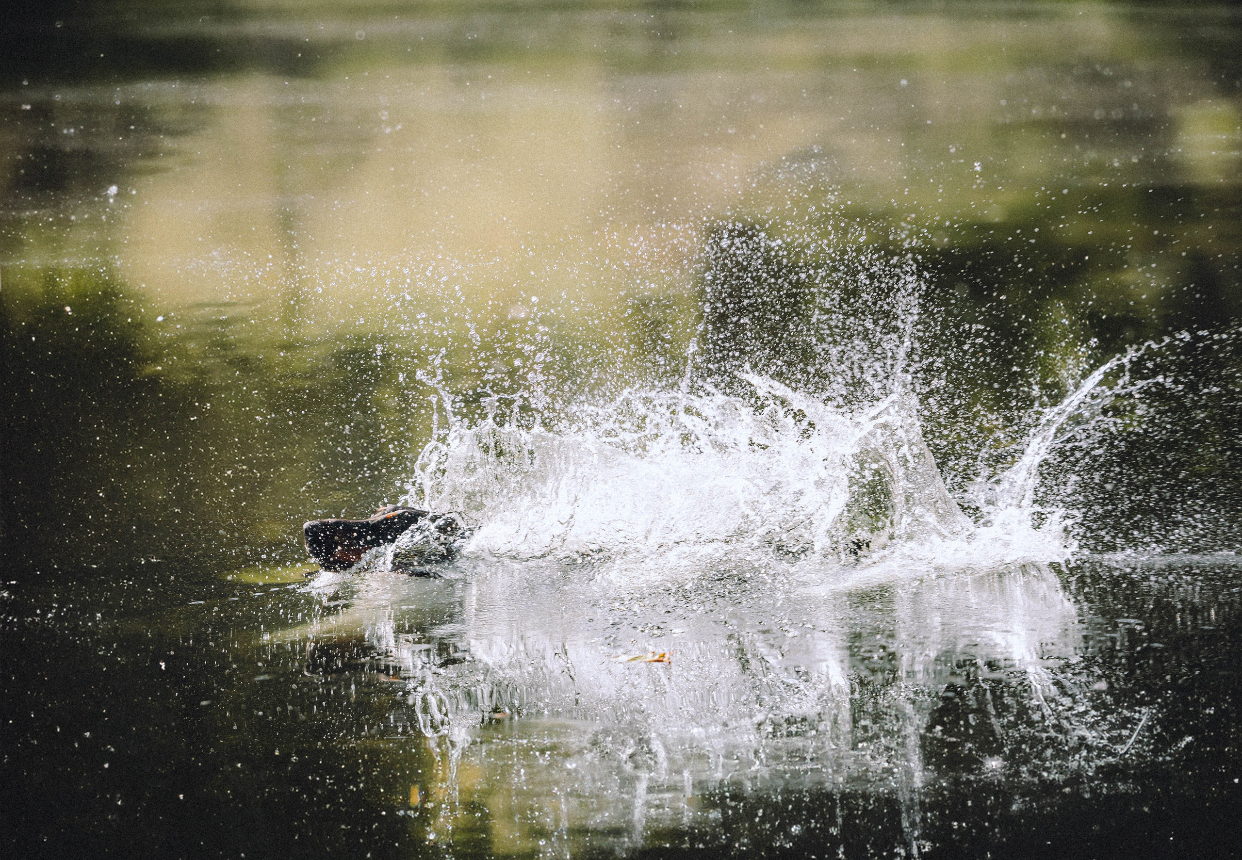 Паша и Хайди