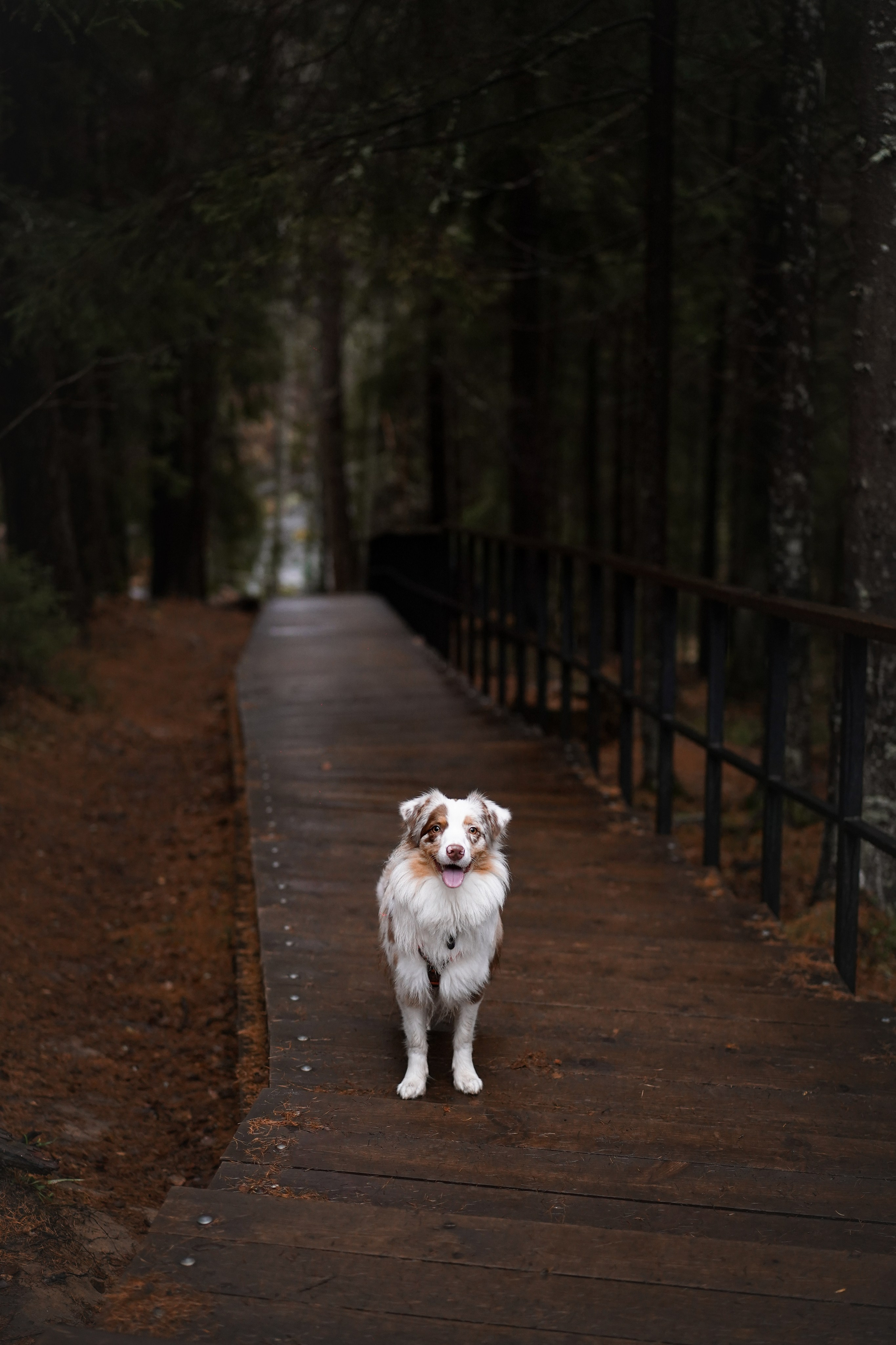 Панда Ноябрь. Фотограф-анималист в Санкт-Петербурге Яна Мартынова