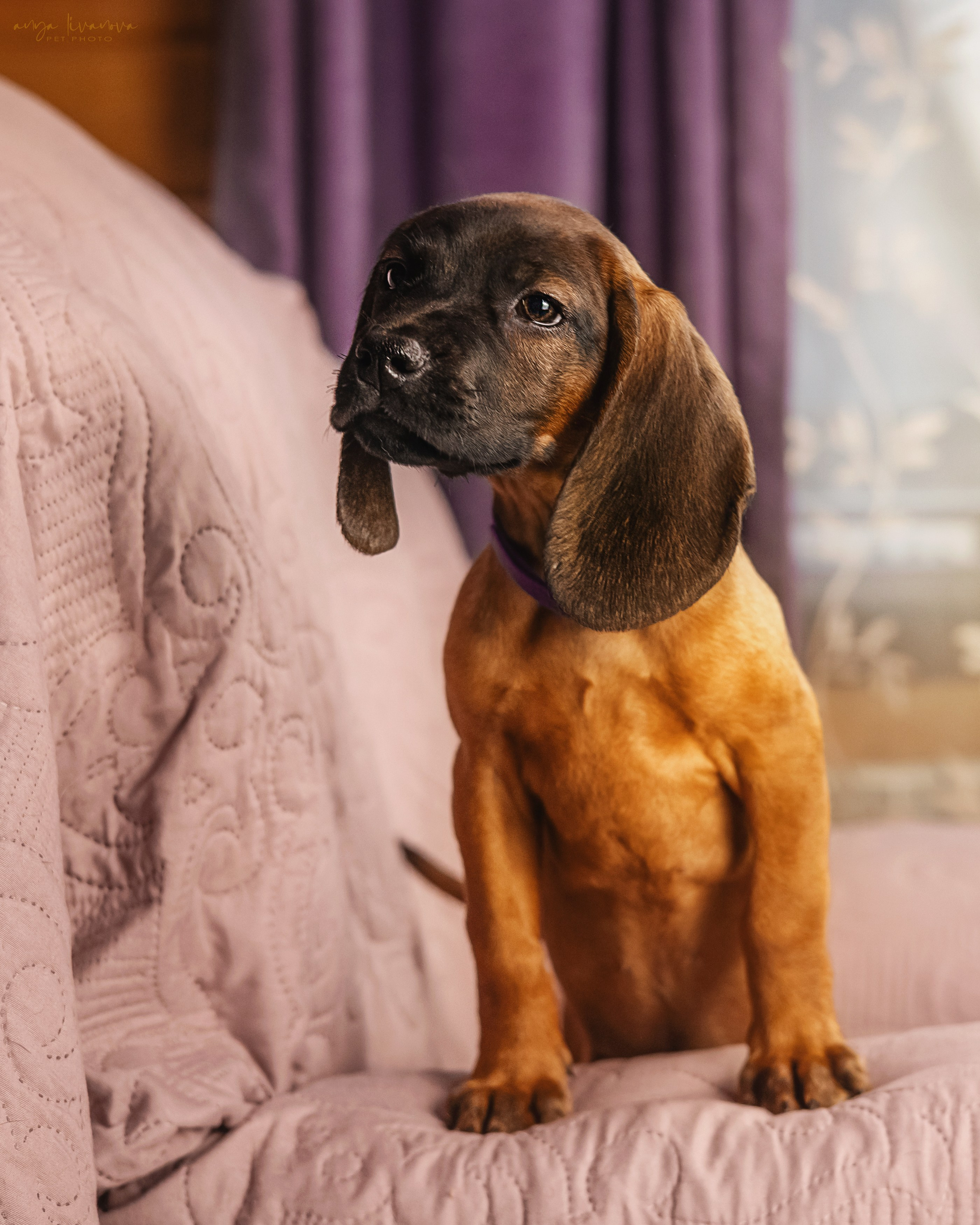 Баварцы. Фотограф анималист Аня Ливанова | Рыбинск