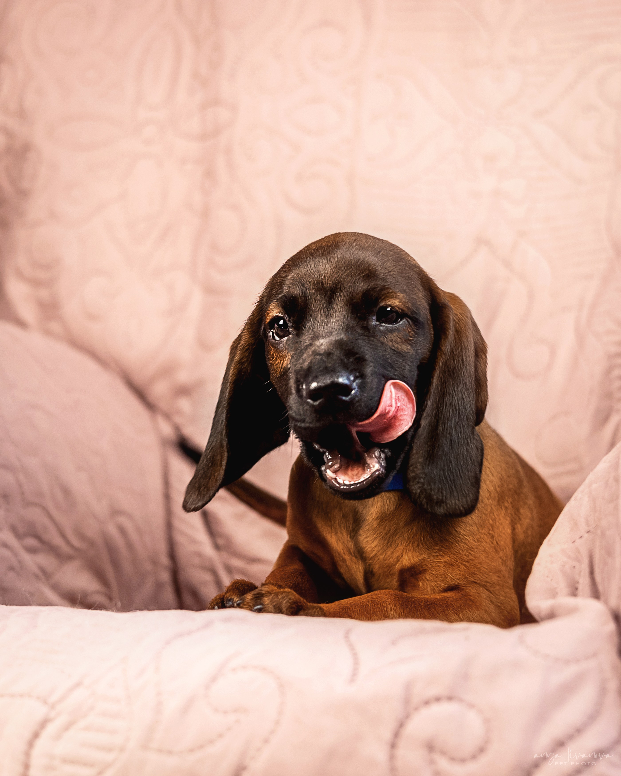 Баварцы. Фотограф анималист Аня Ливанова | Рыбинск