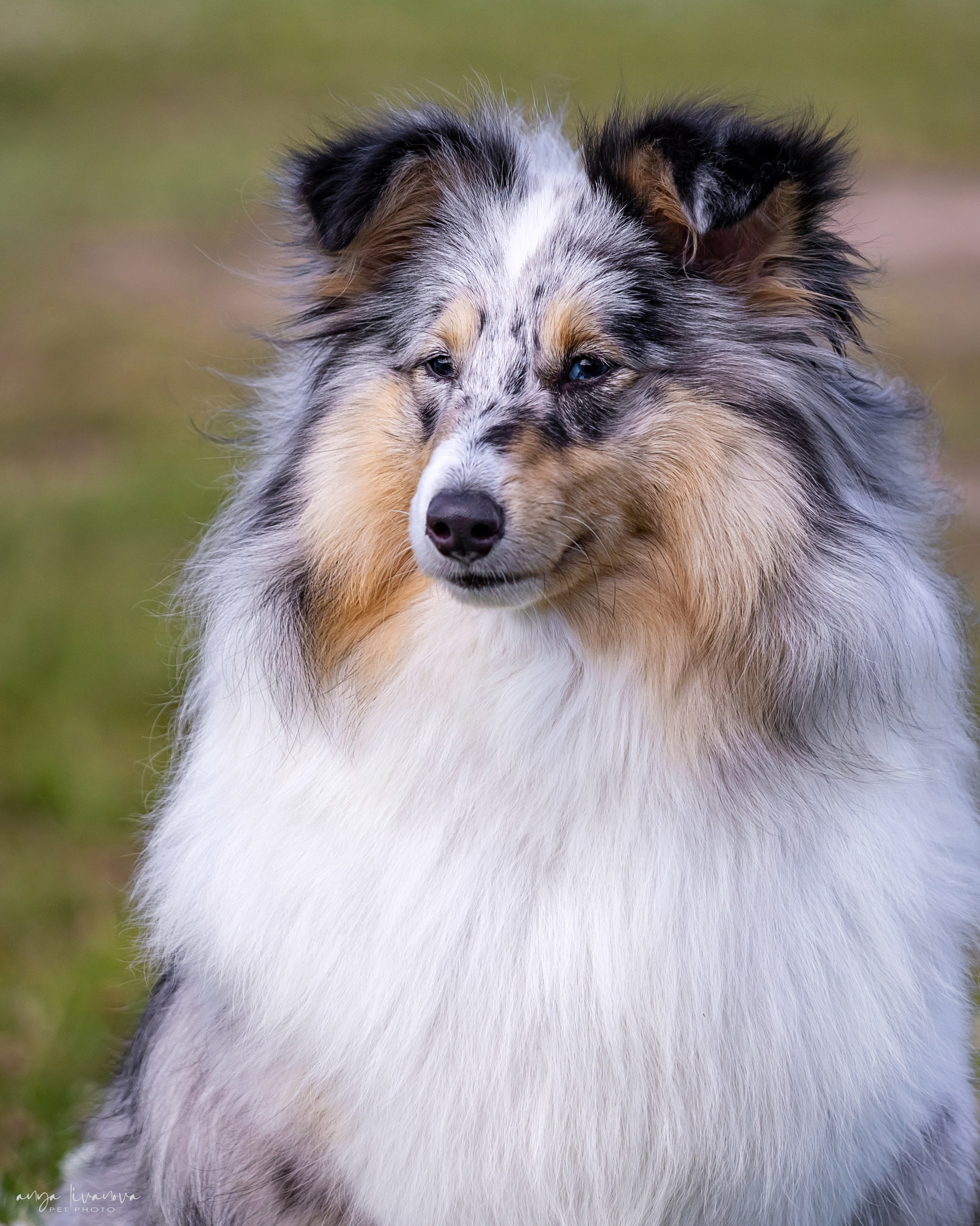 Шелти Мальвина и Марго. Фотограф анималист Аня Ливанова | Рыбинск