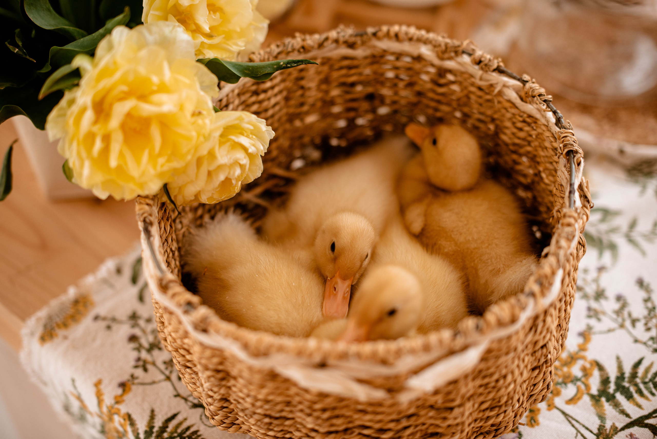 Семья. Свадебный Фотограф в Твери Анастасия Булкина