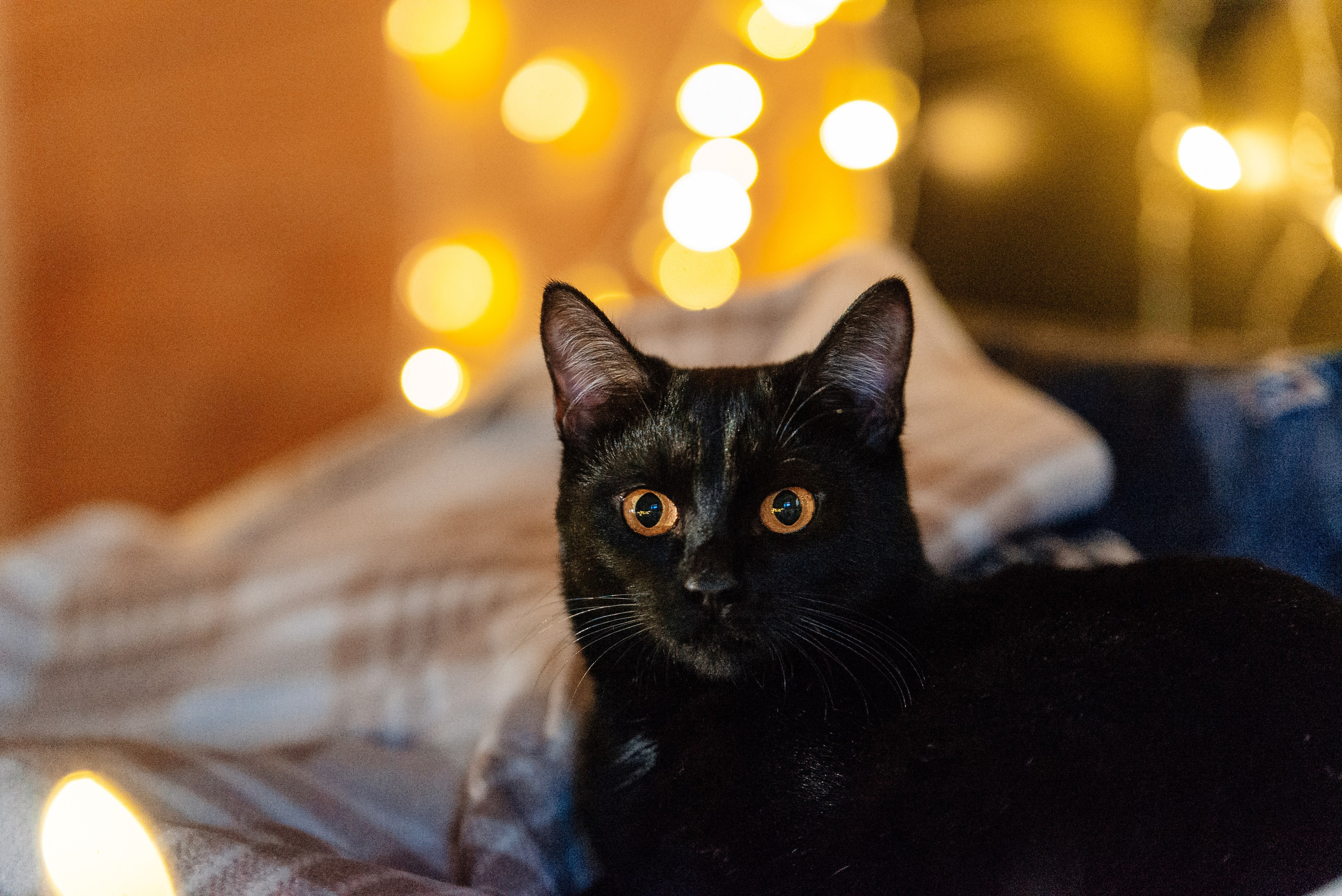 Питомец в кадре. Фотограф-анималист Анастасия Парфенова|Екатеринбург