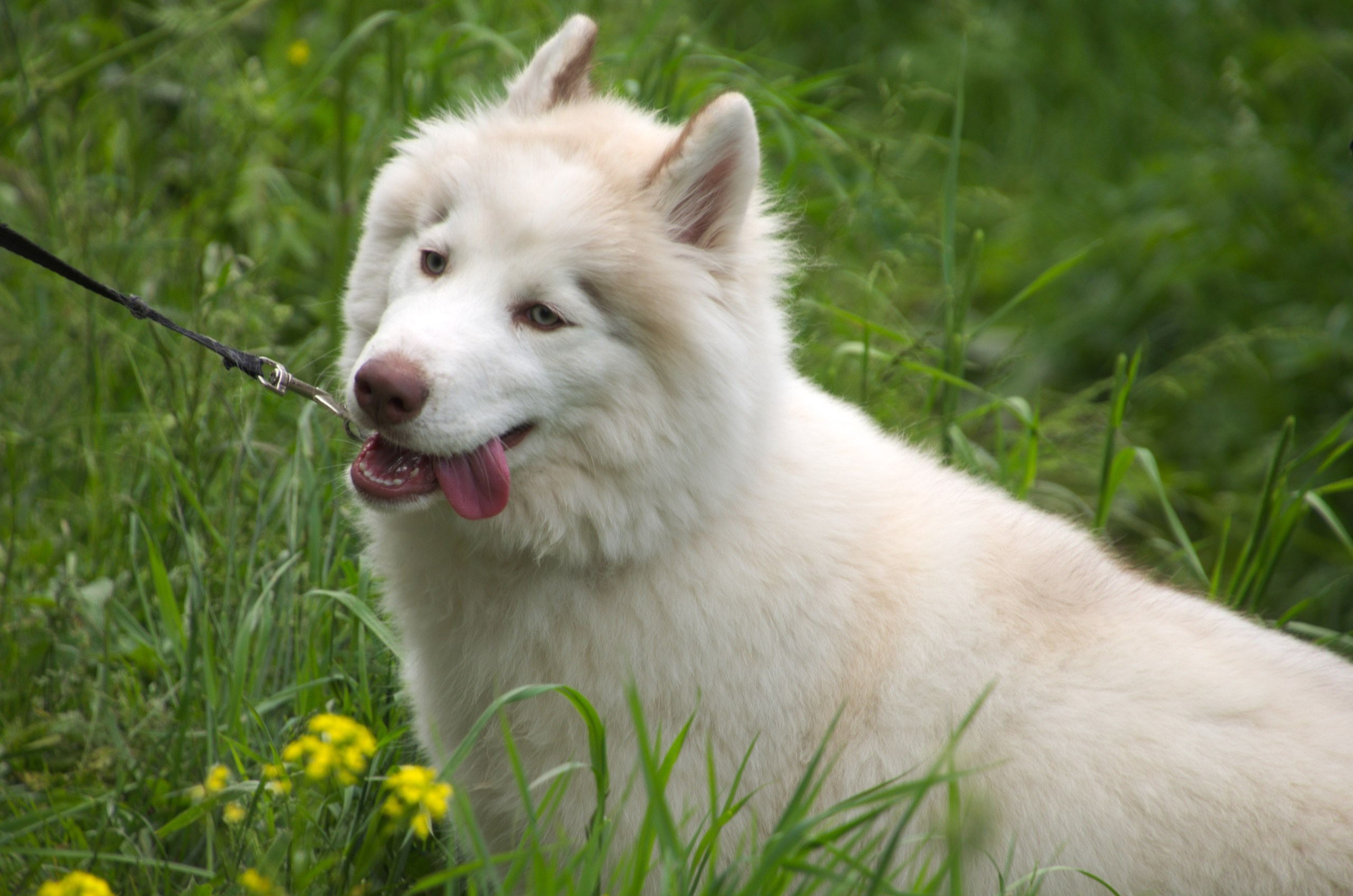 Таруса+Серпухов | 18.06.2017. Галерея Фантим