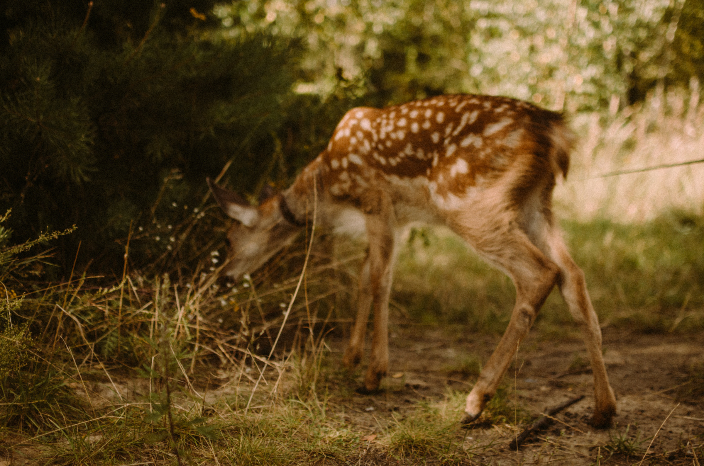 Осень, дети. Ваш Семейный Фотограф Москва