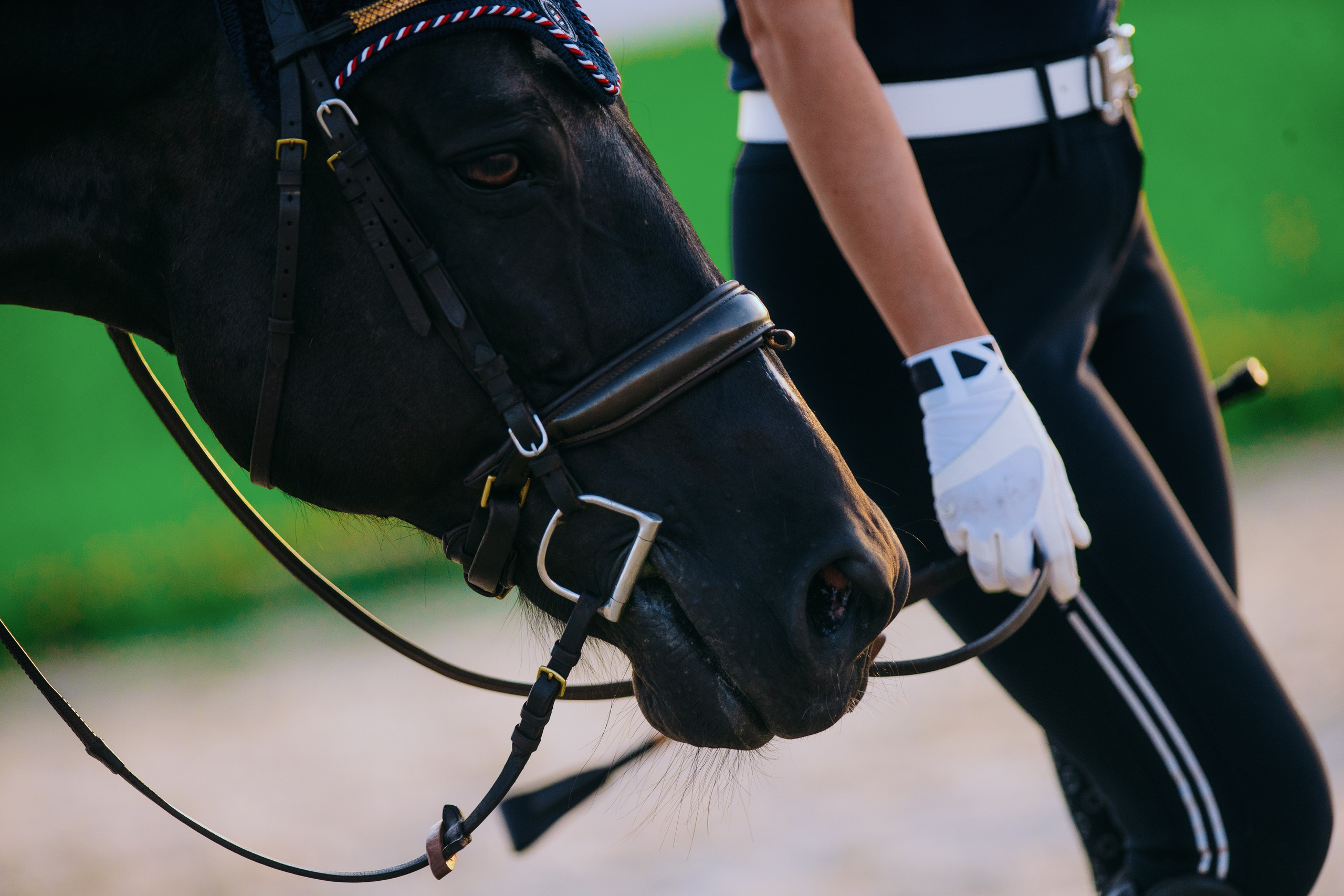 Тренировки. Фотограф-анималист Ксендзова Кристина