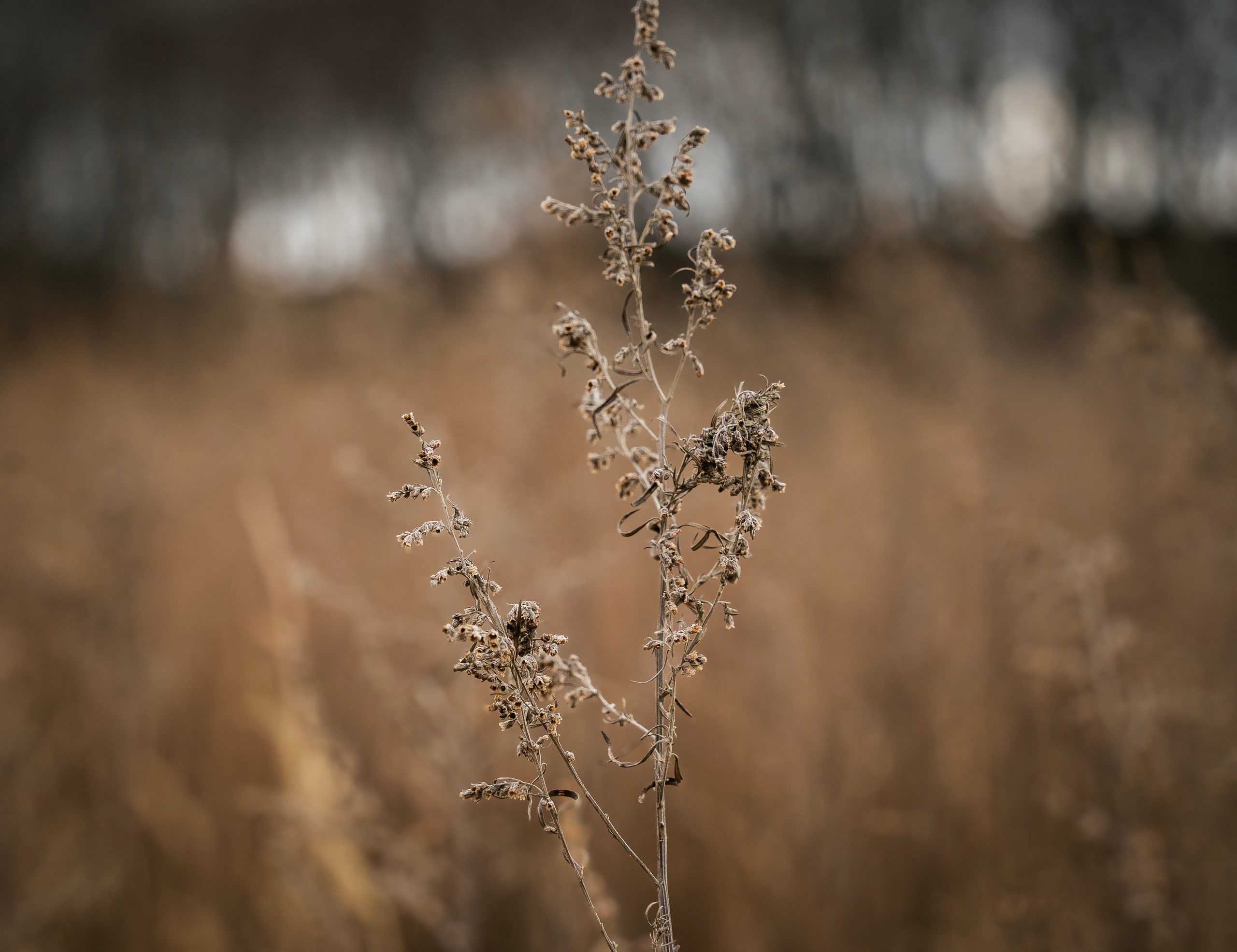 Итальянский бракк Стеша и Любомир. Семейный фотограф анималист г. Находка