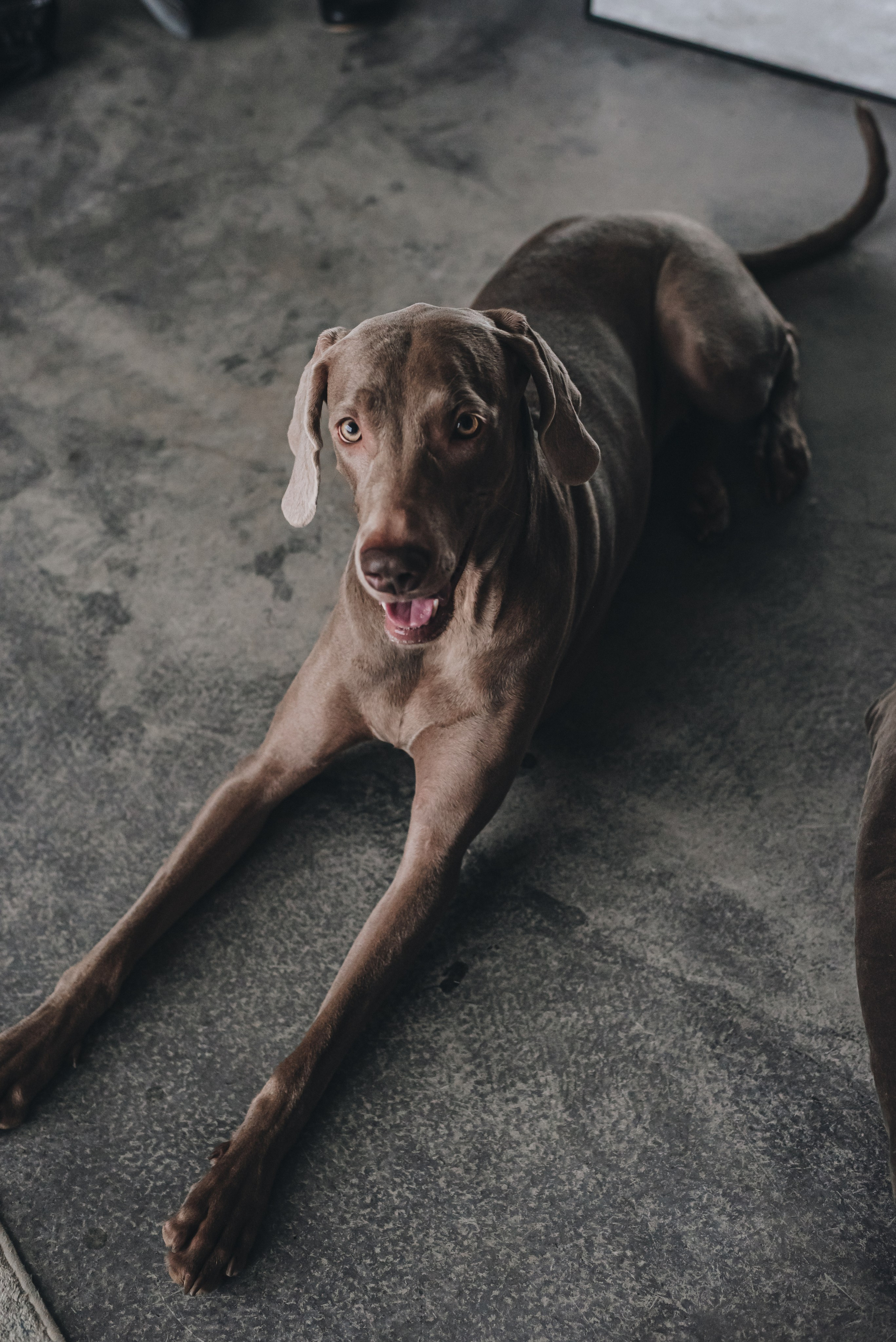 Marta, Sasha & Lady. Natalia Finch Photography — Family, Kids & Pet Photographer in Chicago, IL