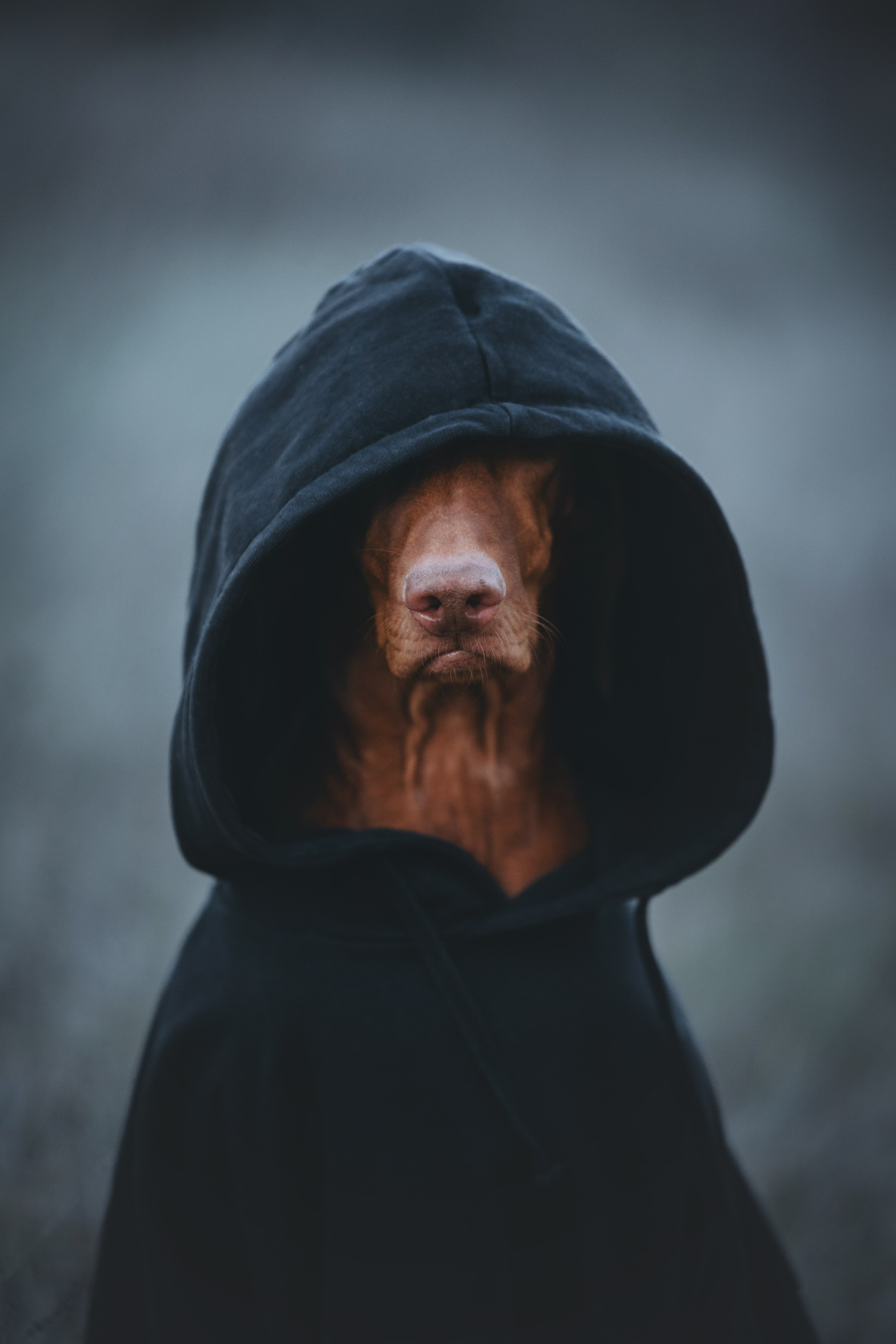 Трисс. Фотограф анималист Осипчикова Мария