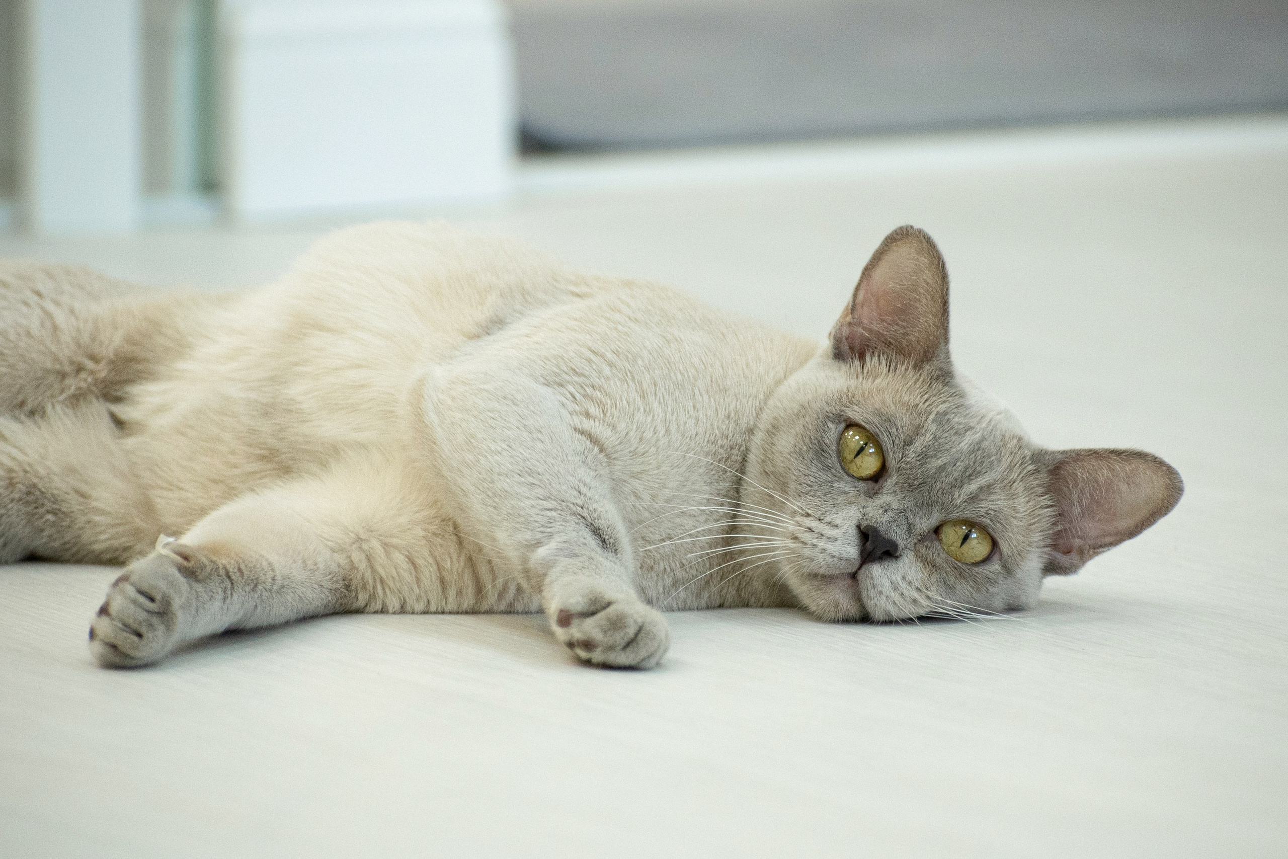 Съемка кошек. Фотограф анималист в Ростове I Гончарова Анна