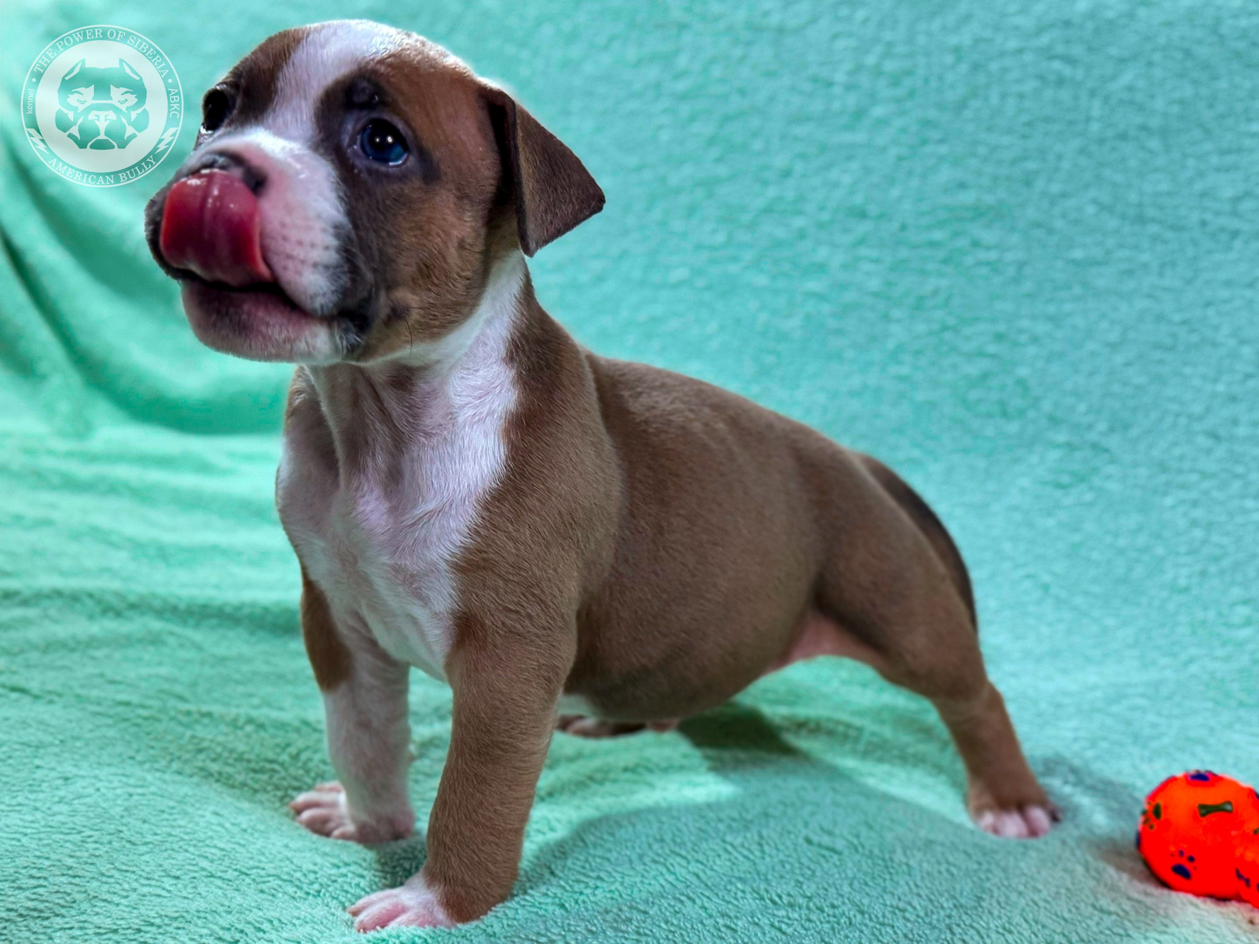 Свободные щенки Американский Булли стандарт и Свободные щенки Американский Булли классик. Американский Булли в г. Ростов-на-Дону. Питомник THE POWER OF SIBERIA