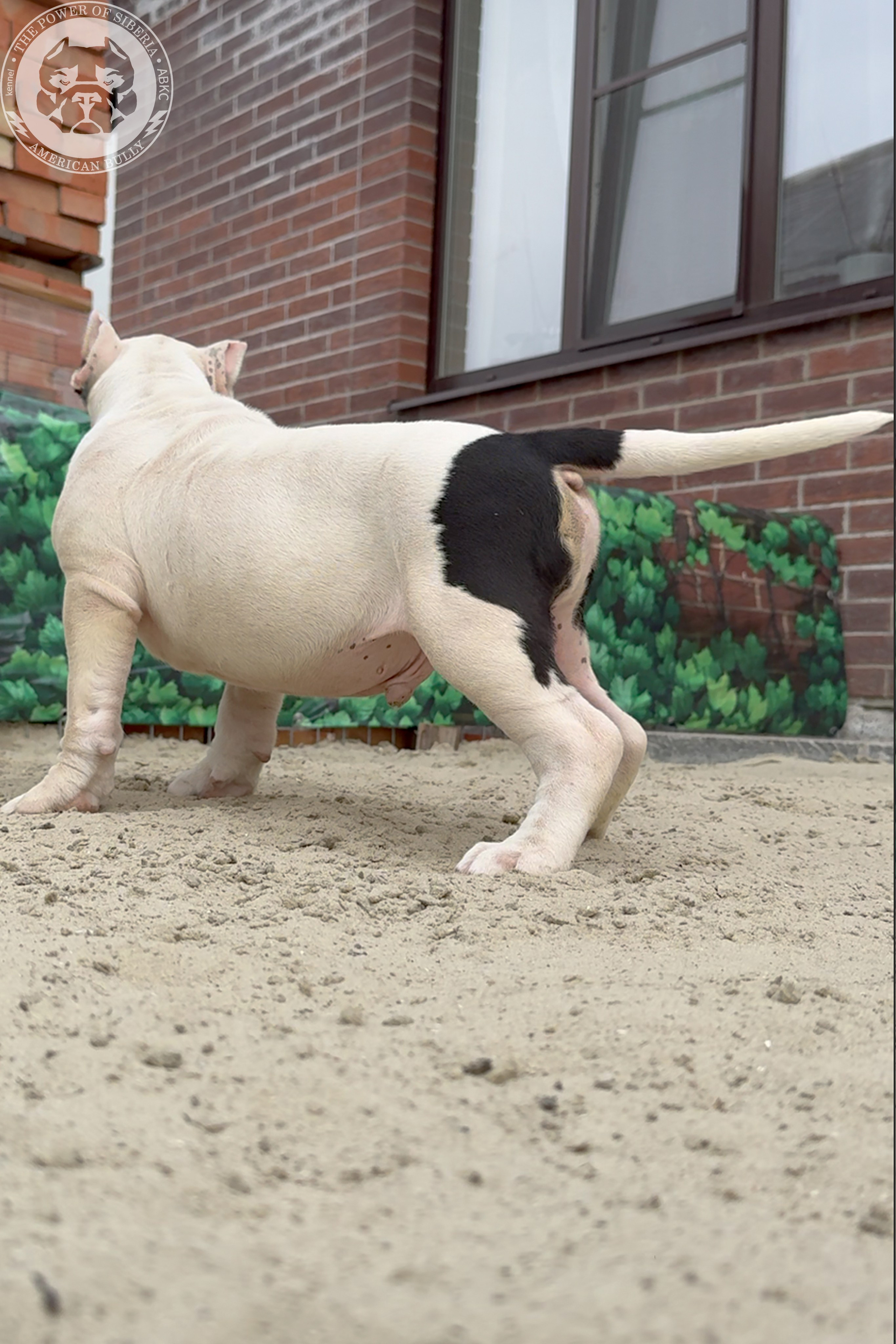 20.01.26-Рокси-Арчи. Американский Булли в г. Ростов-на-Дону. Питомник THE POWER OF SIBERIA