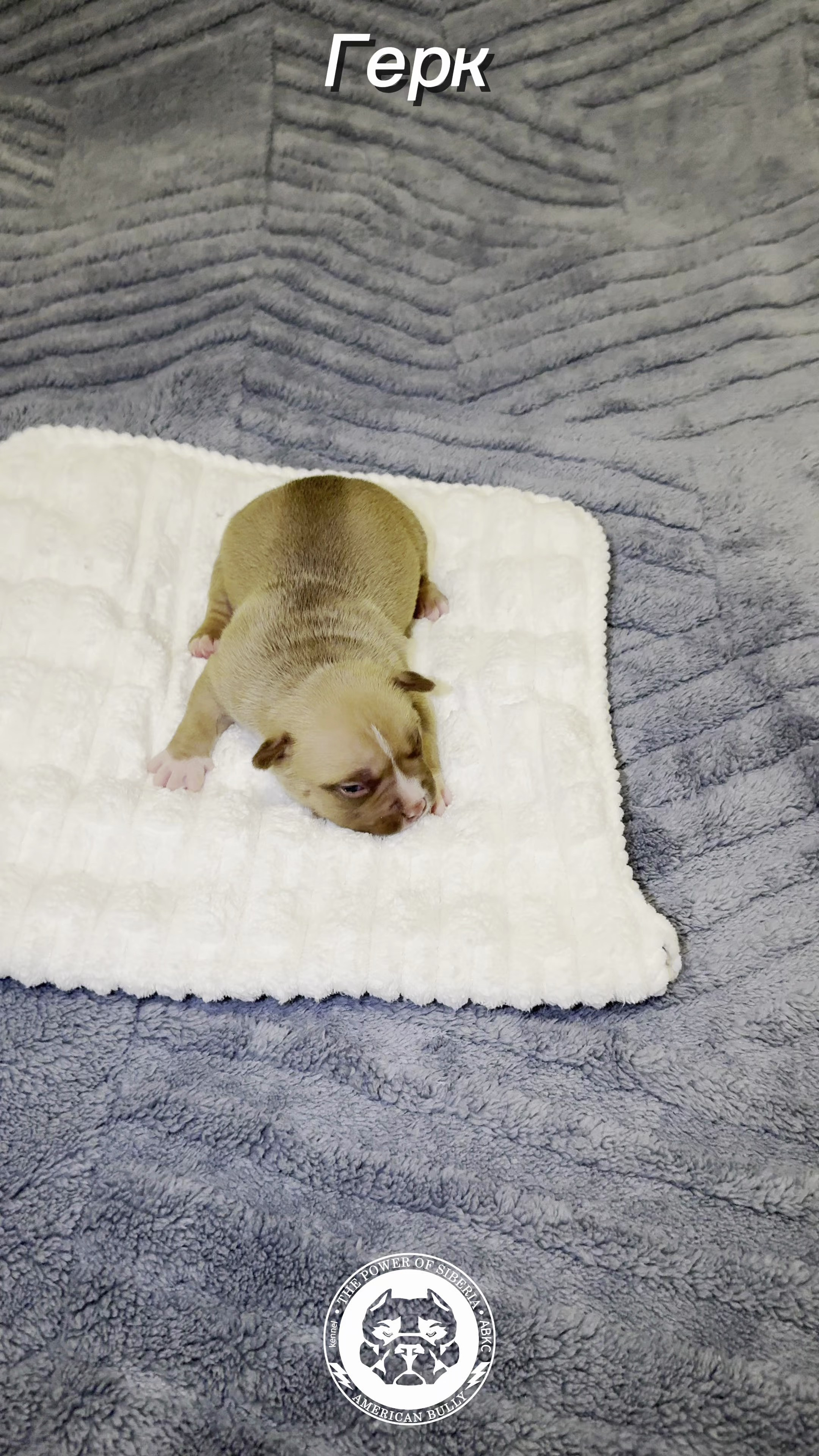 Свободные щенки Американский Булли, в типах покет, классик, стандарт. Американский Булли в г. Ростов-на-Дону. Питомник THE POWER OF SIBERIA