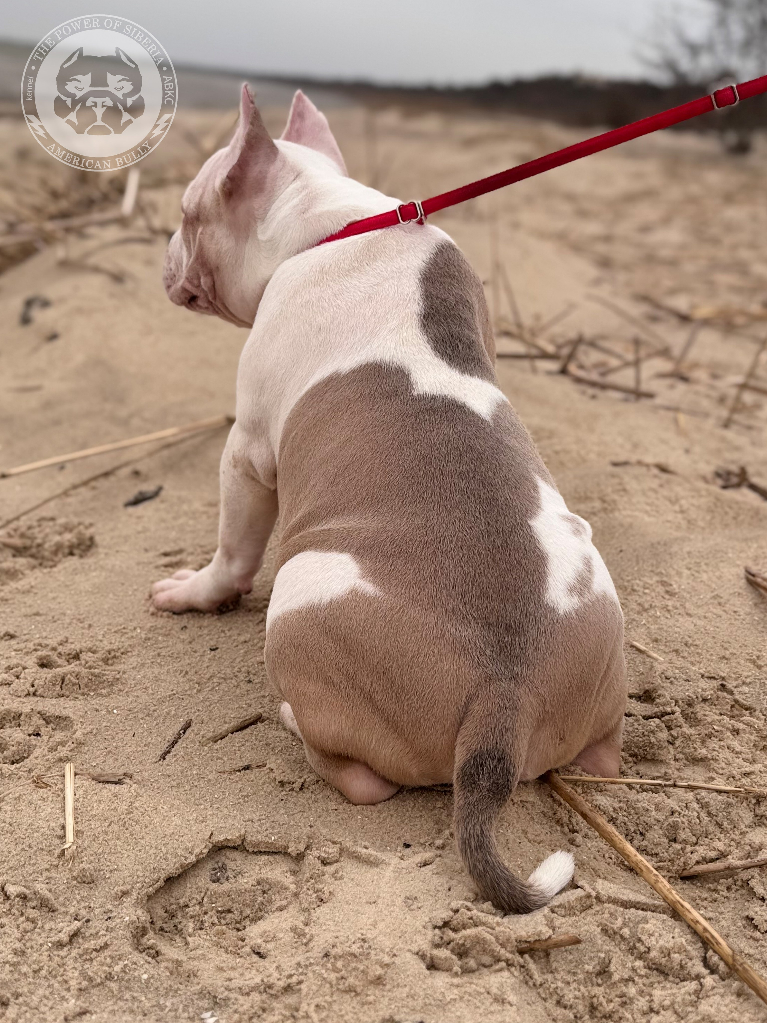 Свободные щенки Американский Булли стандарт и Свободные щенки Американский Булли классик. Американский Булли в г. Ростов-на-Дону. Питомник THE POWER OF SIBERIA