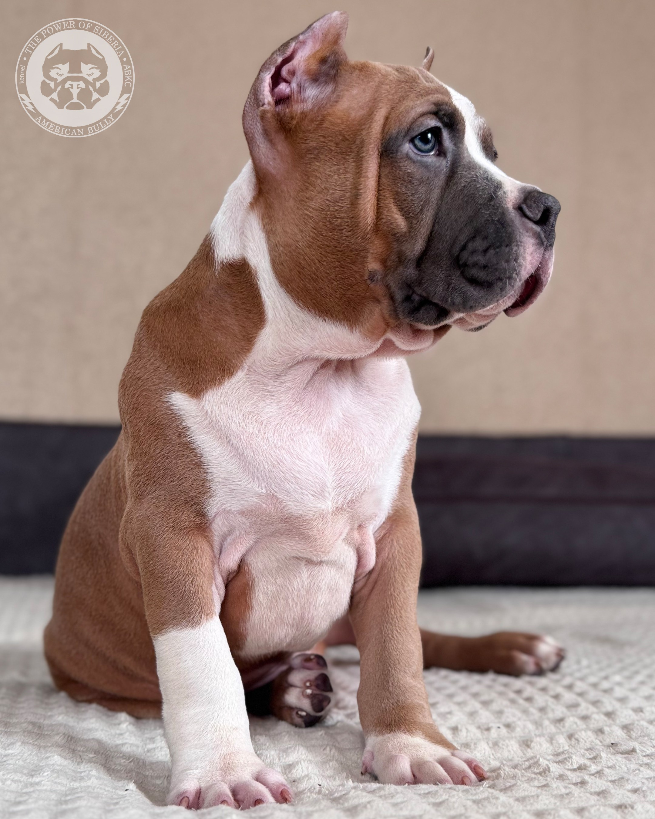 13.12.25-Мия-Турук. Американский Булли в г. Ростов-на-Дону. Питомник THE POWER OF SIBERIA