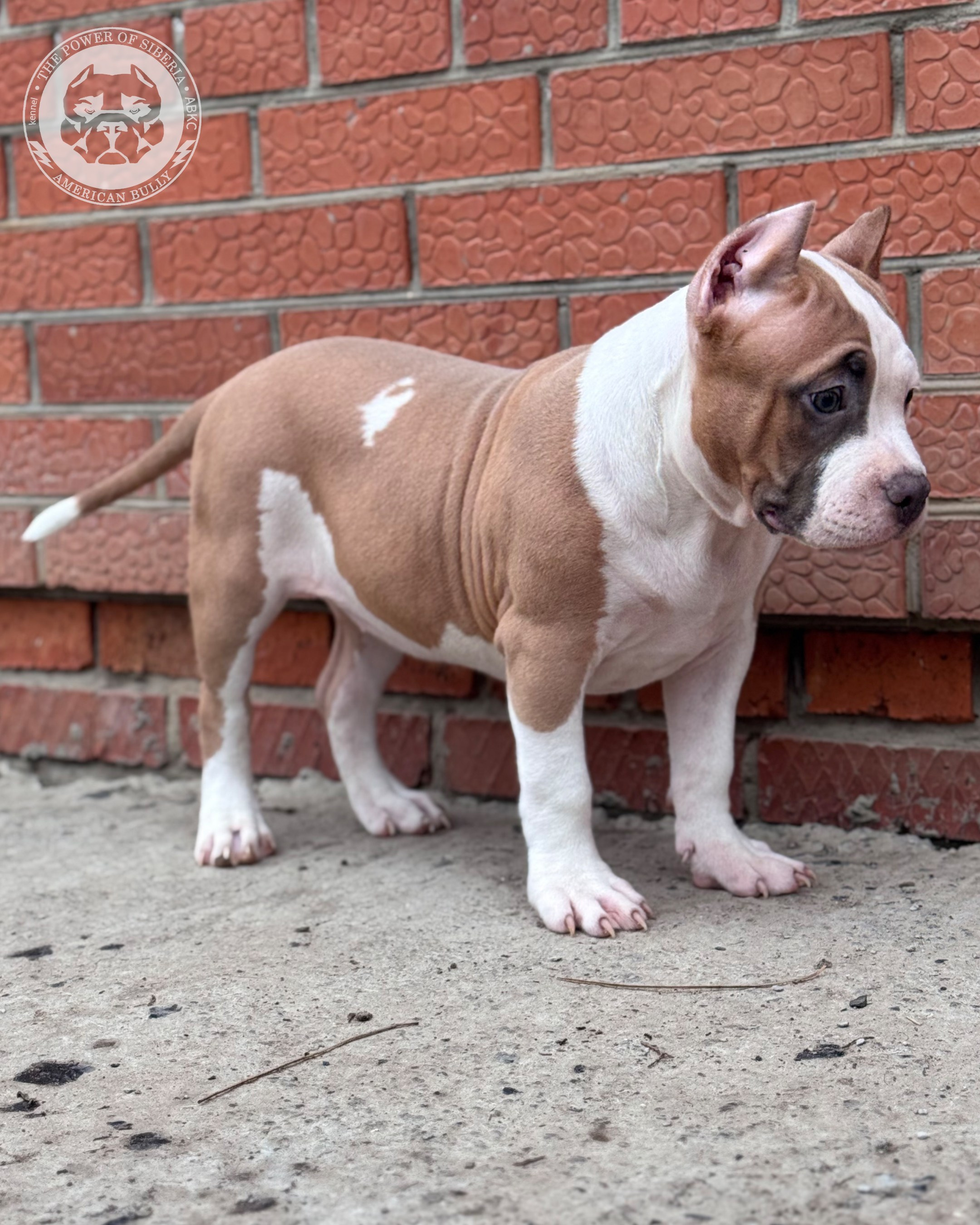 Свободные щенки Американский Булли, в типах покет, классик, стандарт. Американский Булли в г. Ростов-на-Дону. Питомник THE POWER OF SIBERIA