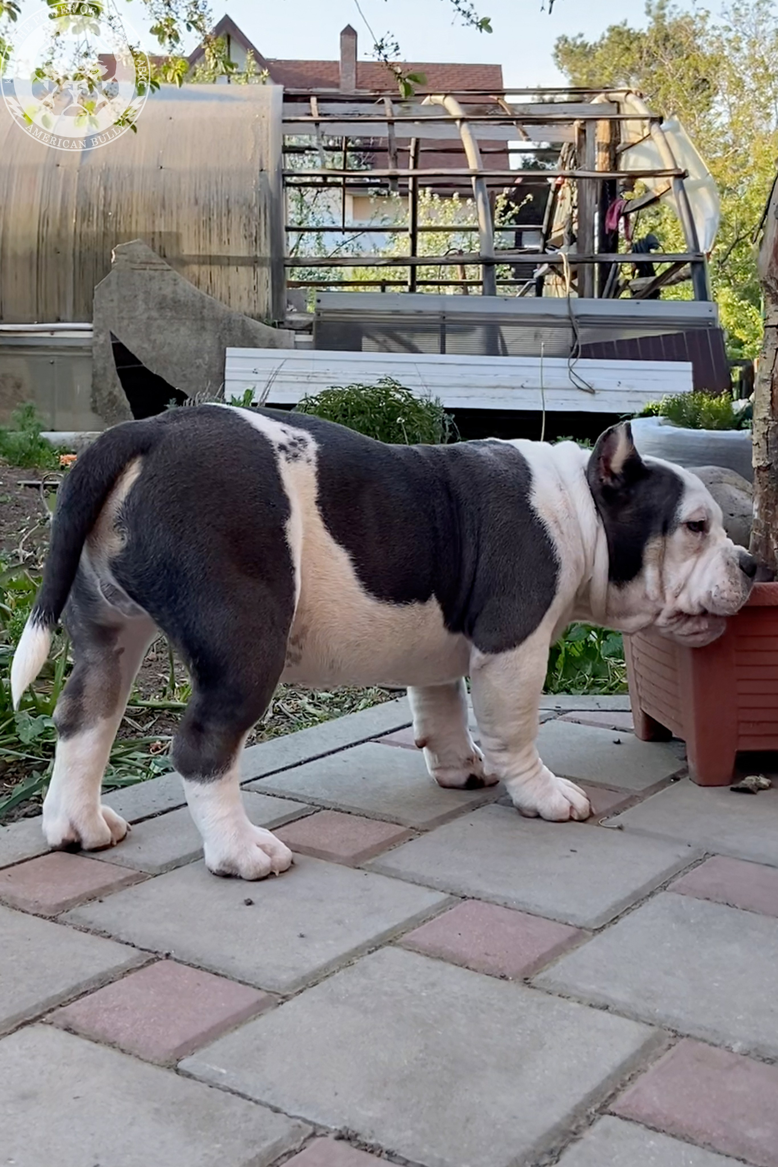 Свободные щенки Американский Булли покет. Американский Булли в г. Ростов-на-Дону. Питомник THE POWER OF SIBERIA