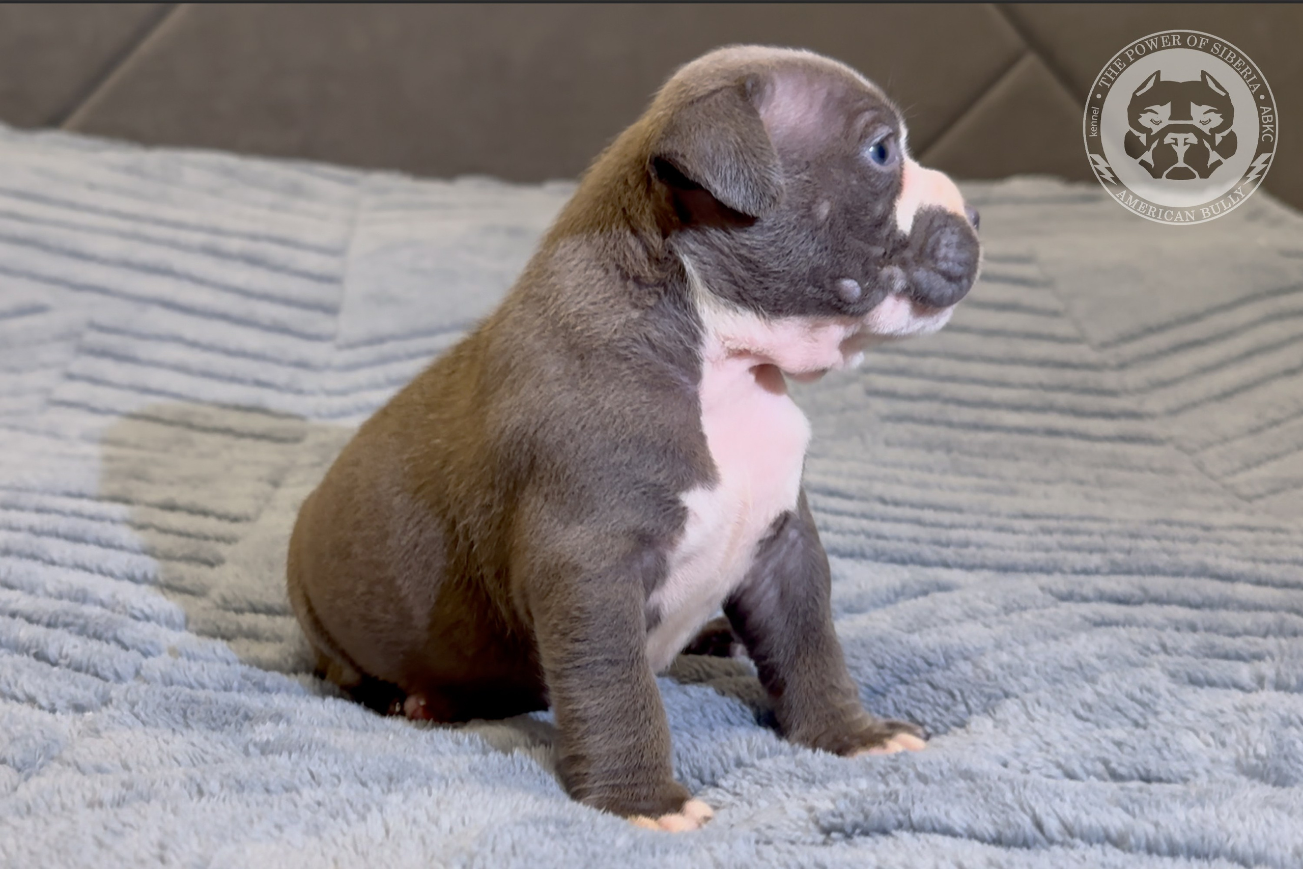 Свободные щенки Американский Булли стандарт и Свободные щенки Американский Булли классик. Американский Булли в г. Ростов-на-Дону. Питомник THE POWER OF SIBERIA