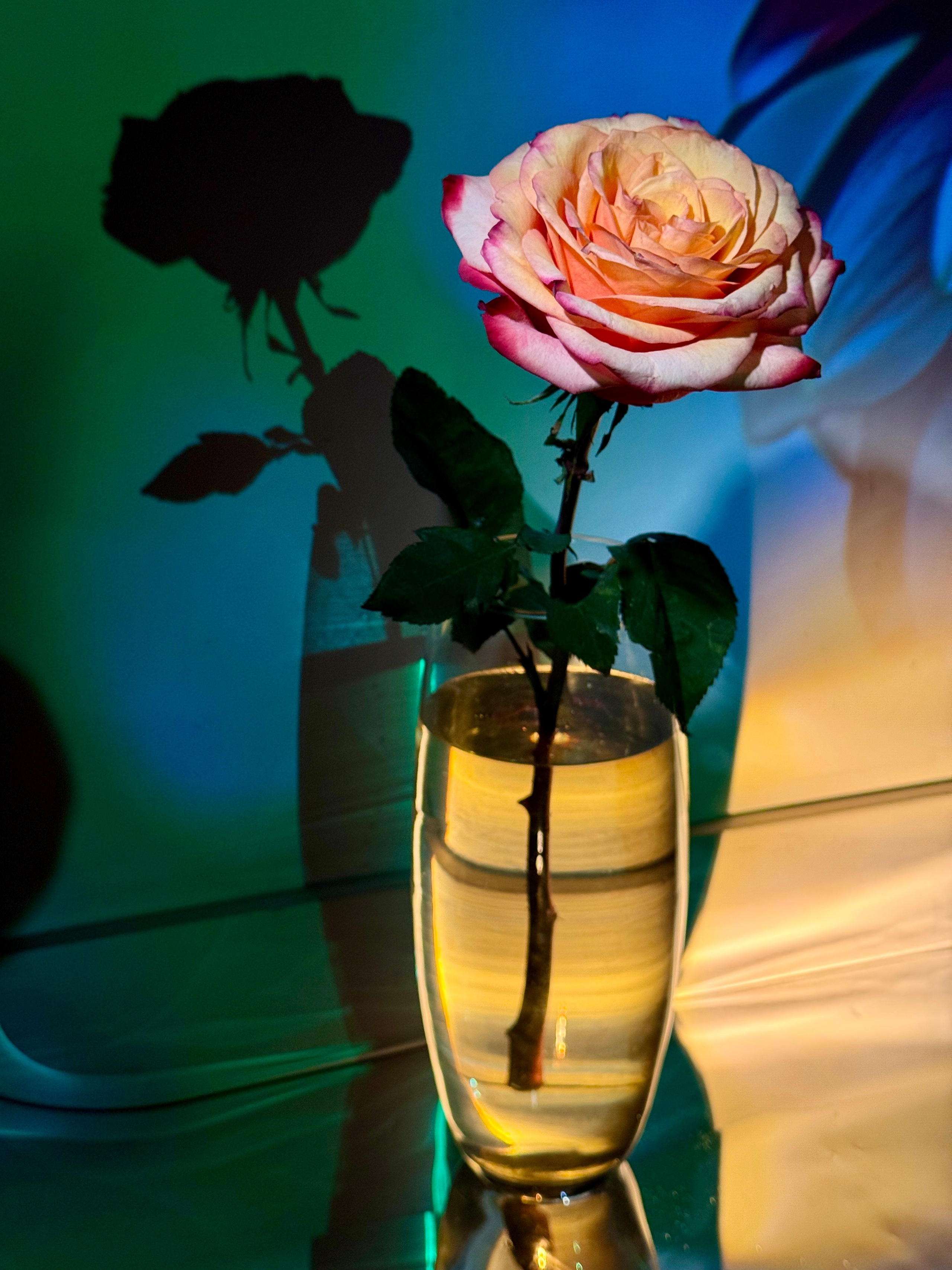 Сны цветочной феи. ElizabetArt — фотограф в Воронеже Елизавета Хлусова