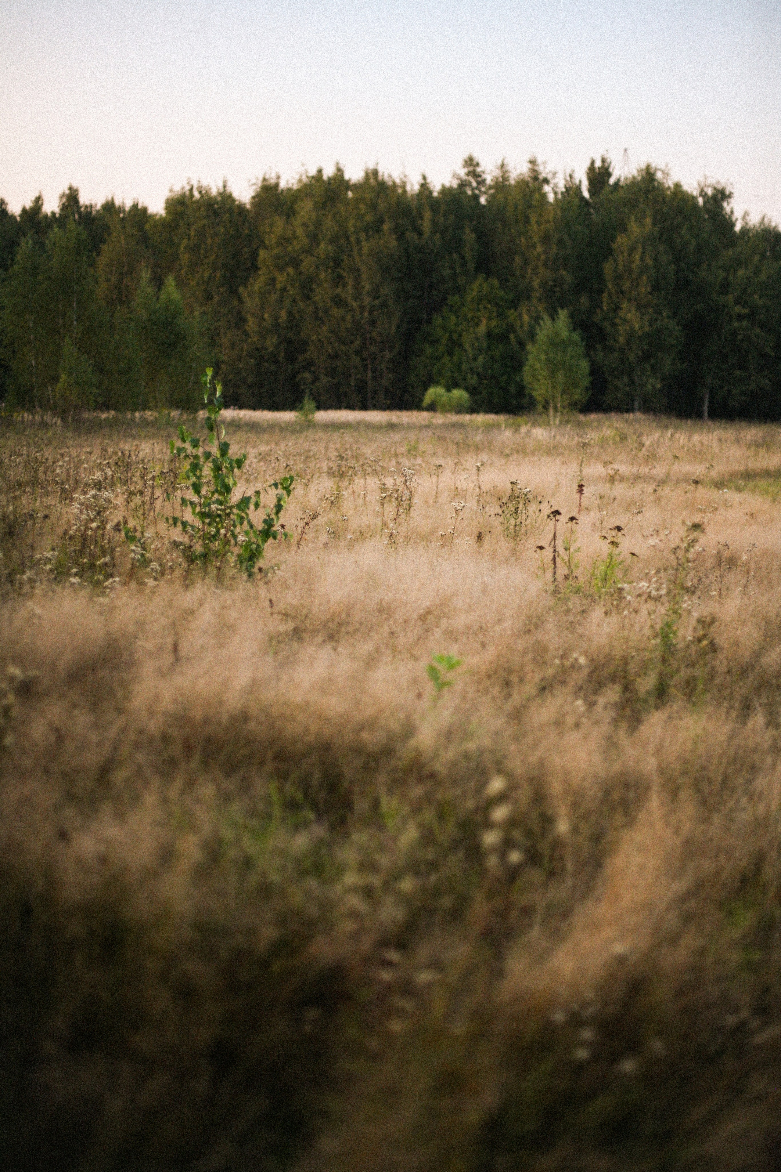 Катя и Миша. Фотограф Екатерина Максимова: семейные, индивидуальные съемки, свадьбы