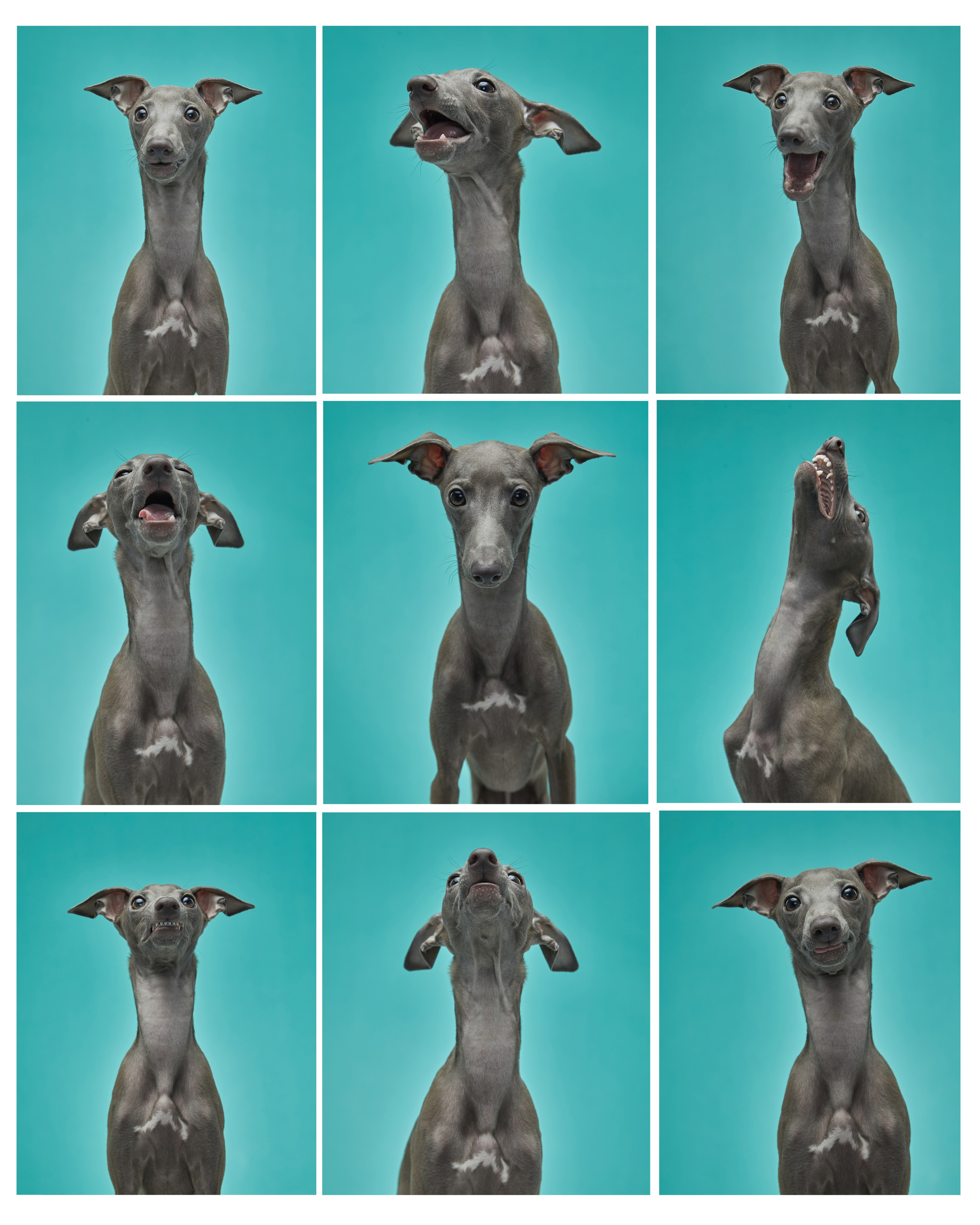 Pets Photography / Фотограф Собак