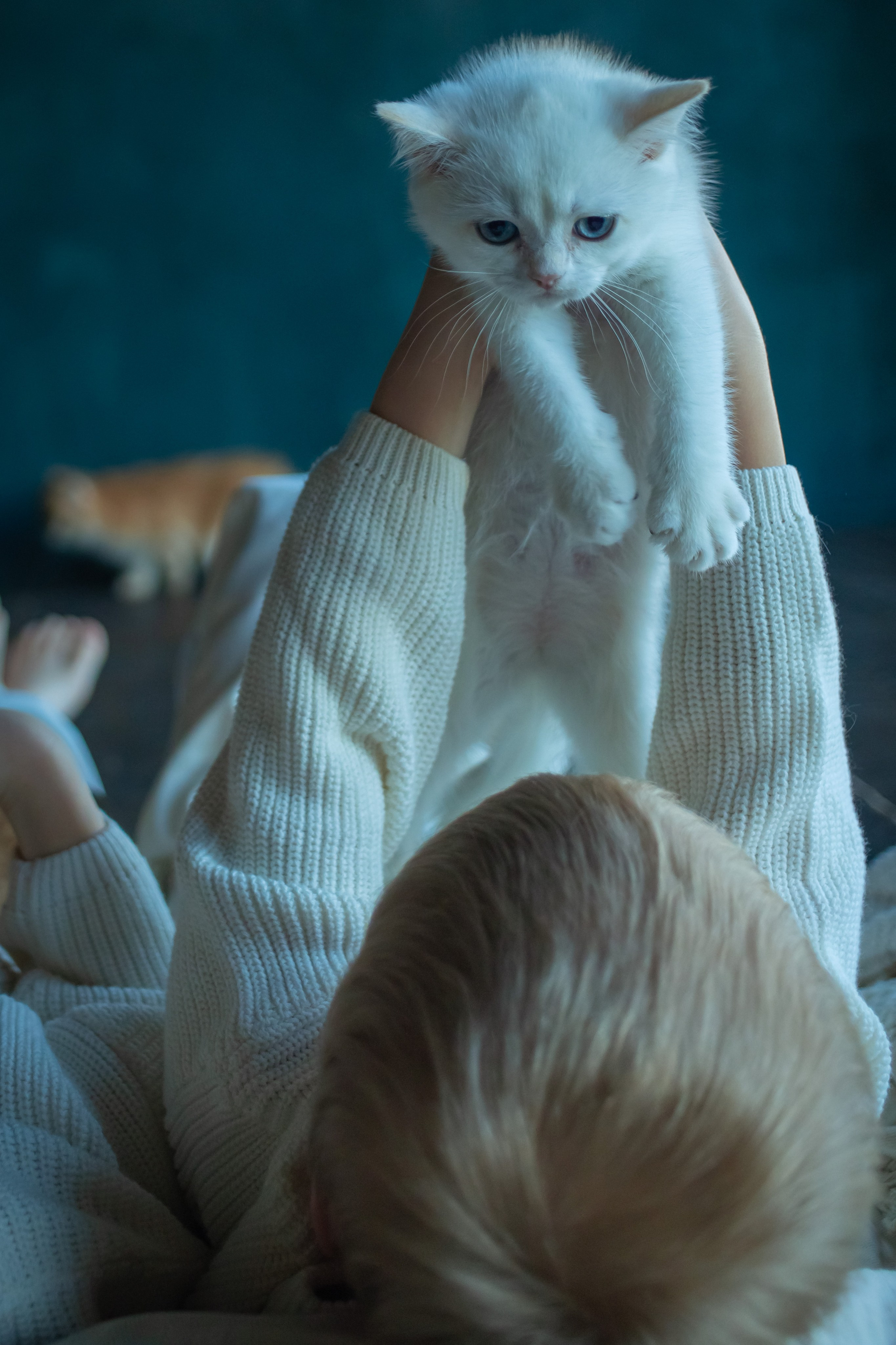 Детская фотосессия с котятками в студии в СПБ