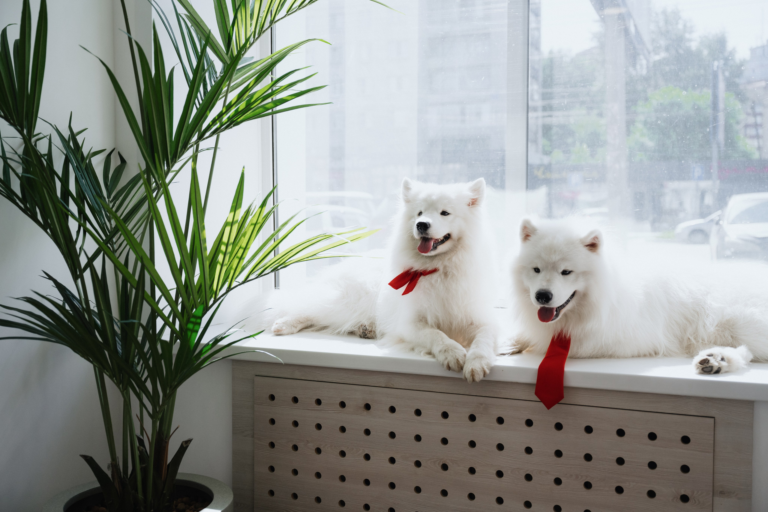 Альфа банк Карла Маркса 55. Фотограф Кристина Тумаева. Самоед Новосибирск