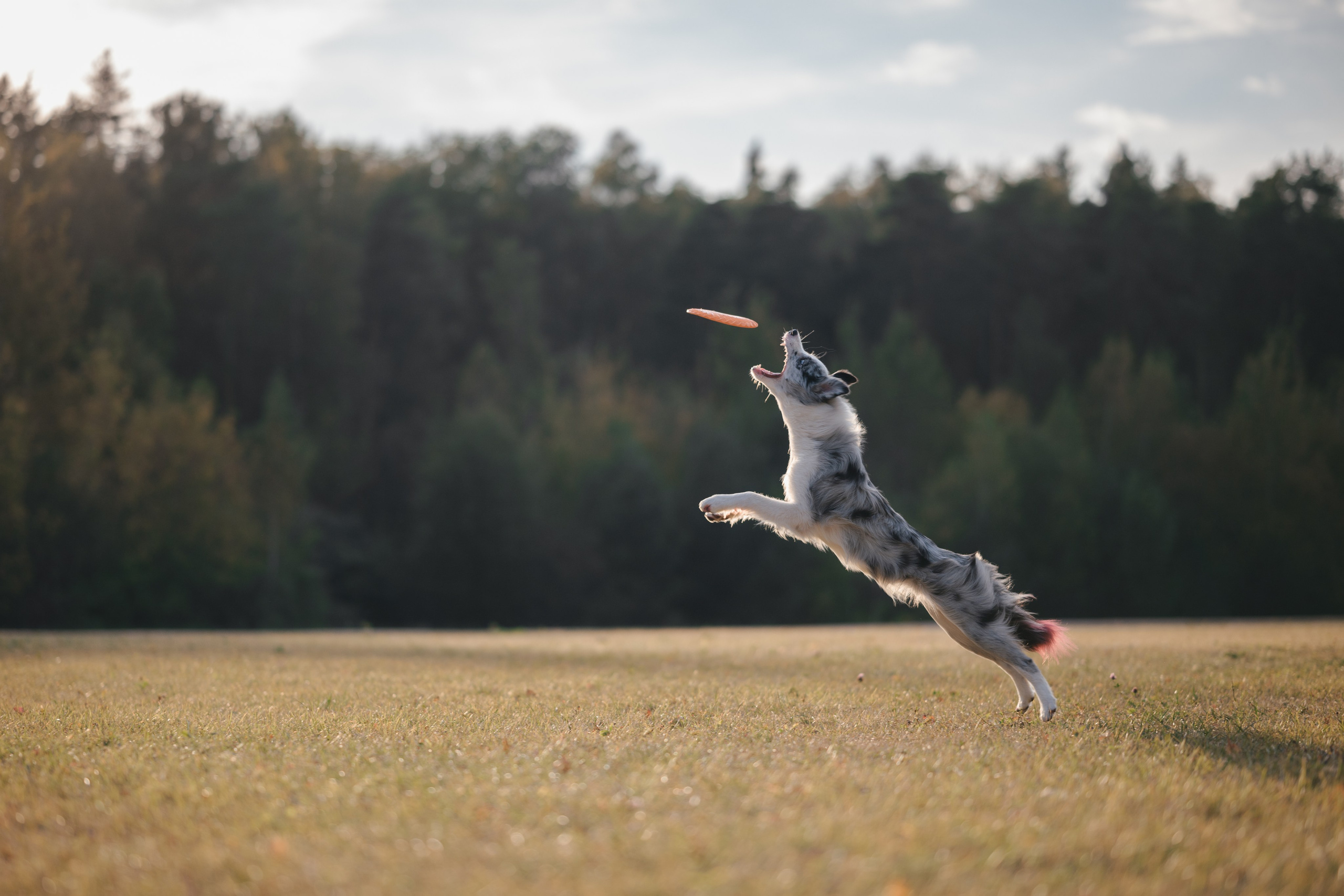 Бордерколли и фрисби. Фотограф Анималист в Москве Анастасия Жучкова