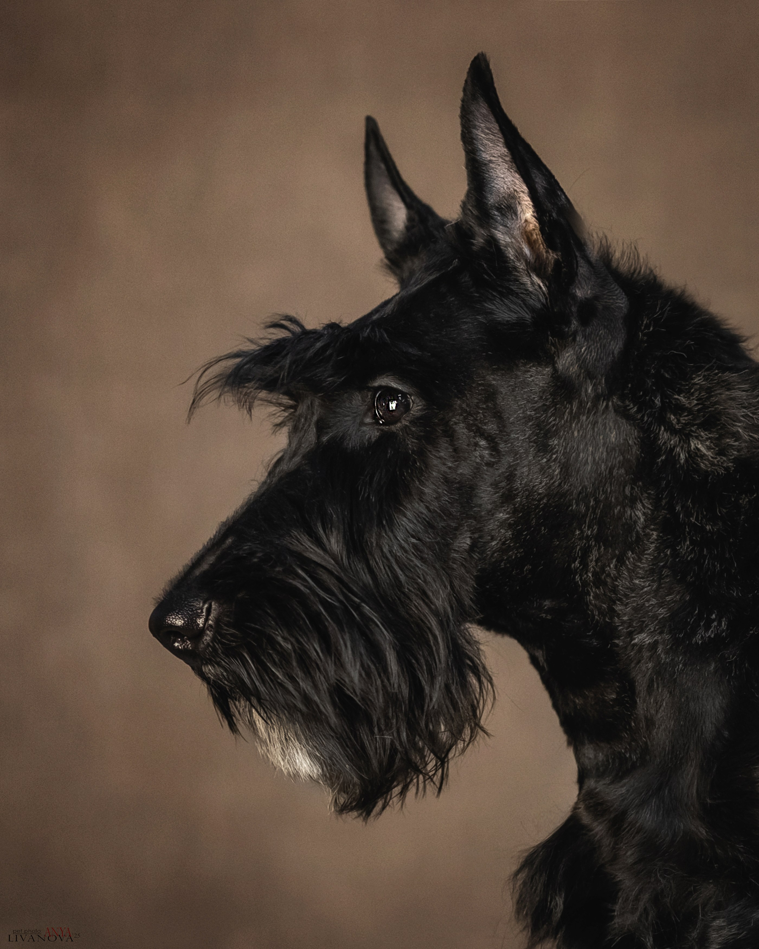 Скотч терьер. Фотограф анималист Аня Ливанова | Рыбинск