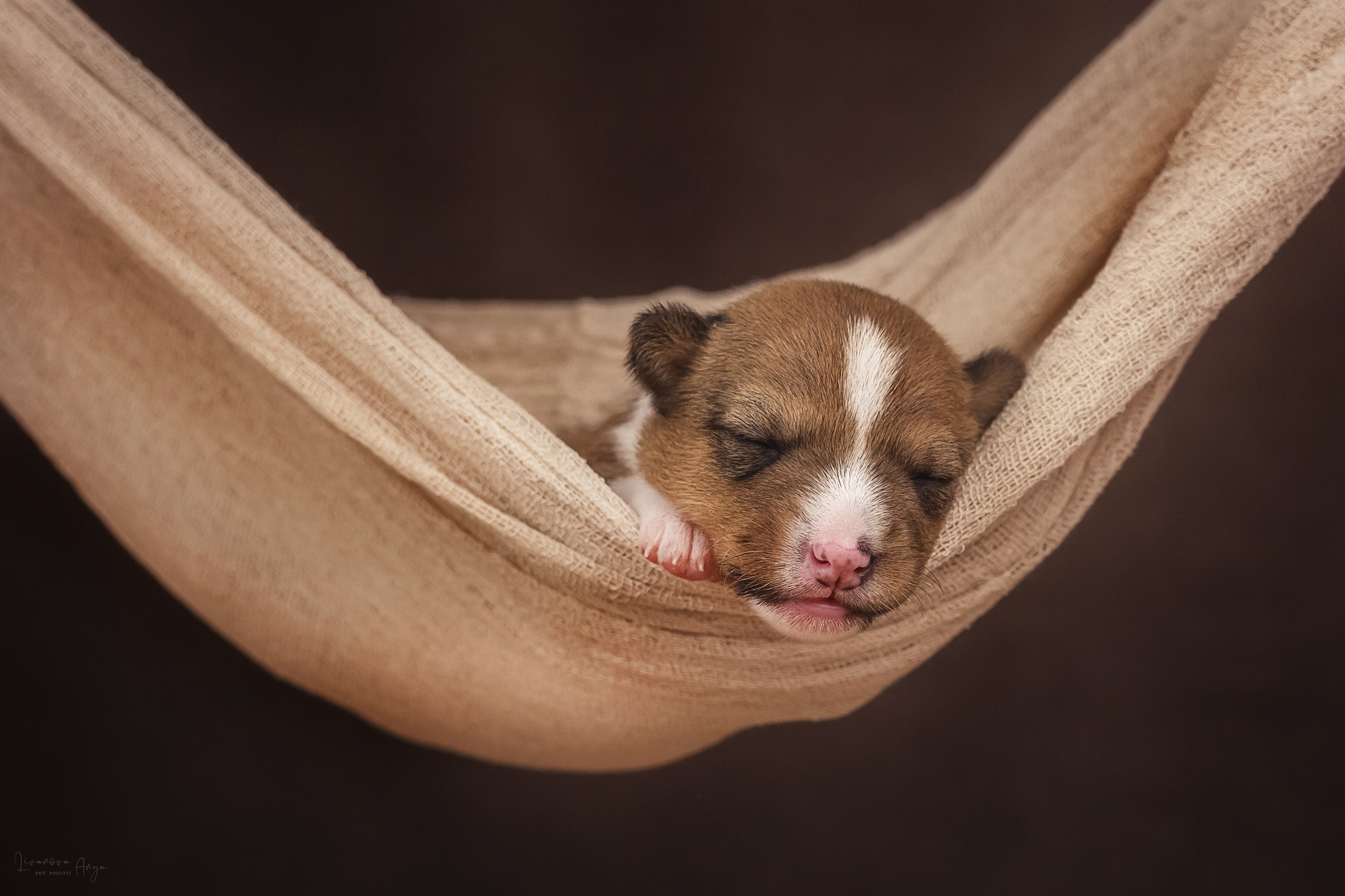 Басеньки. Фотограф анималист Аня Ливанова | Рыбинск