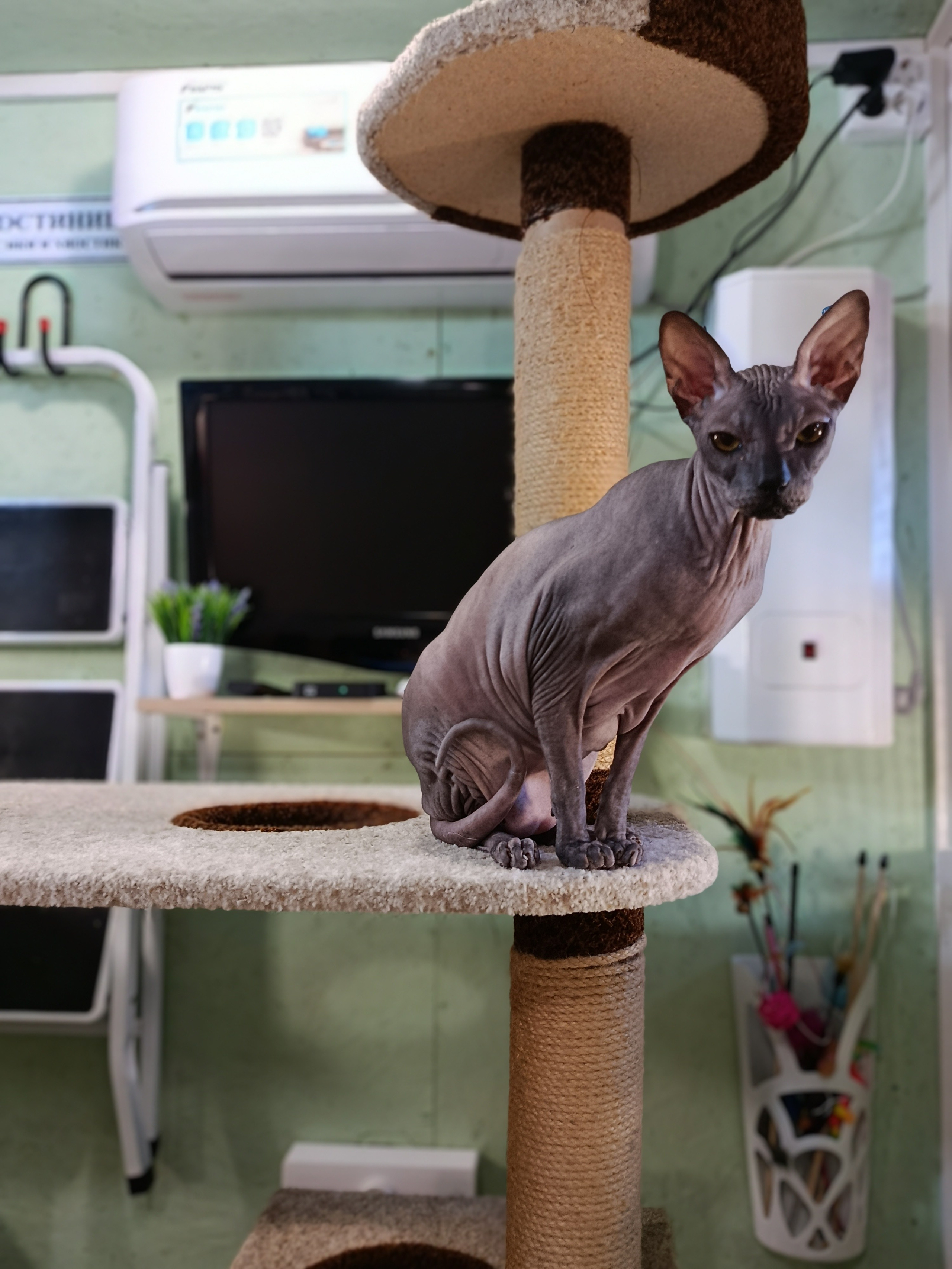 Гостиница для кошек Усики и хвостики, Красноярск