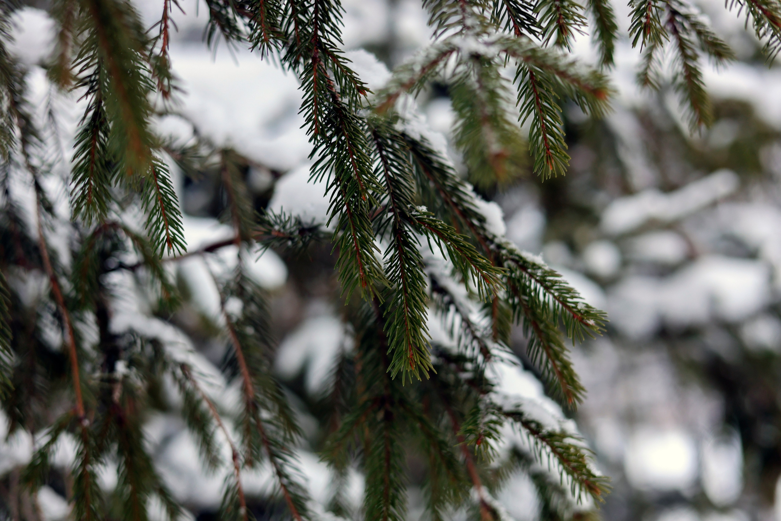 Зимняя фотосессия. Анастасия Рогозина|Фотограф Бийск, Горно-Алтайск, Белокуриха