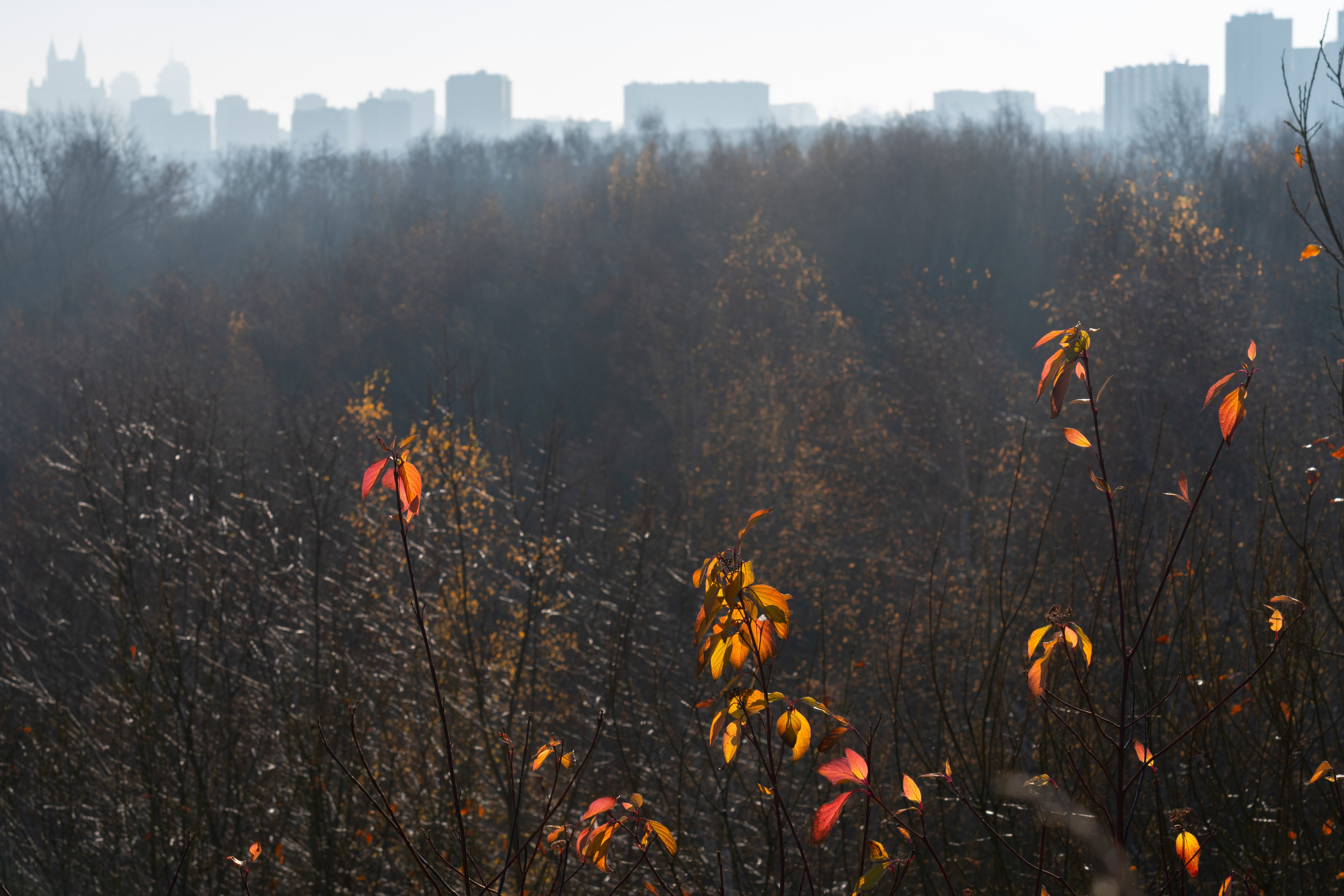 20211031 Крылатское. Дмитрий Ремизов. Фотография, как хобби