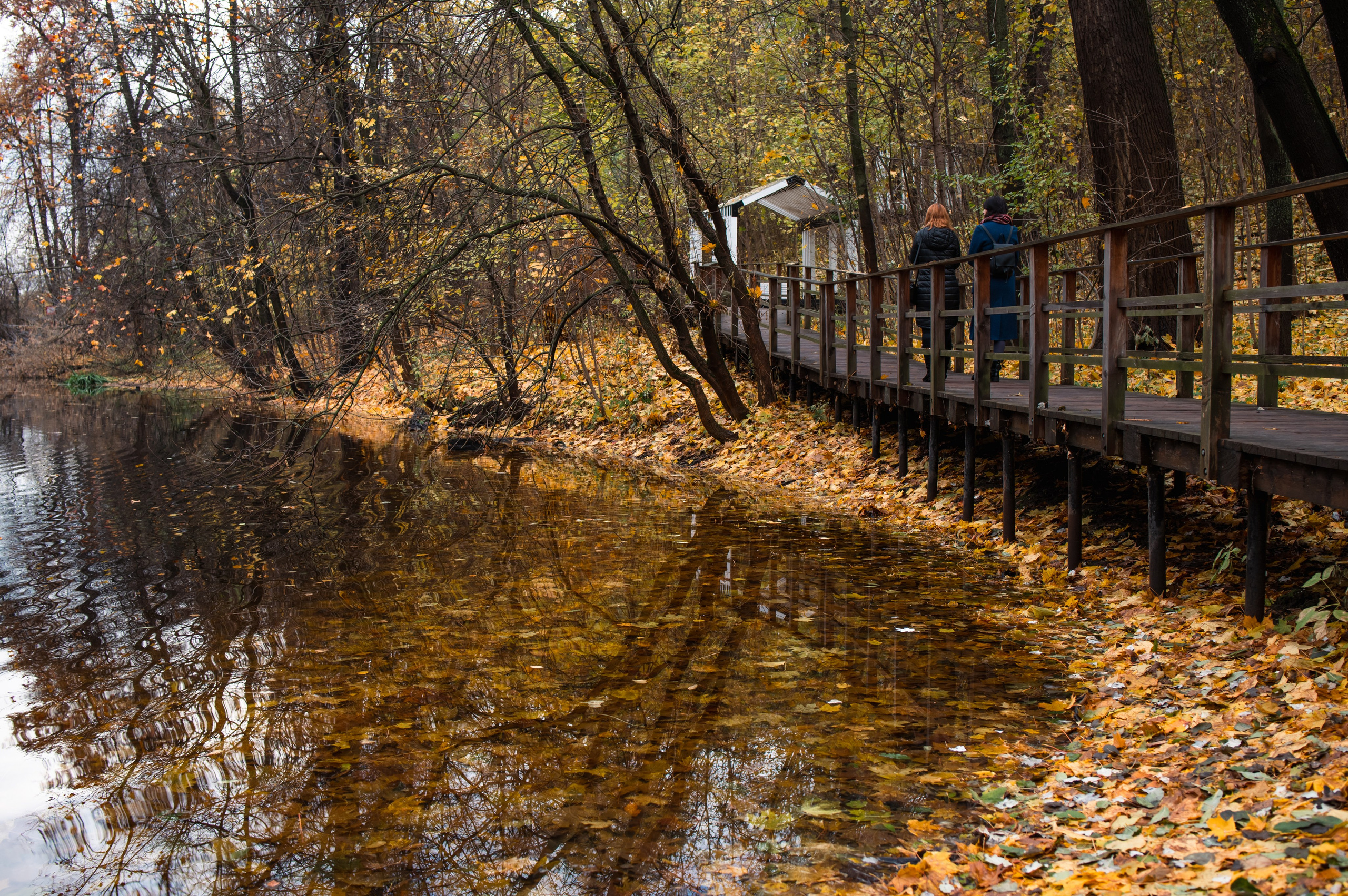 20231031 Нескучный сад. Дмитрий Ремизов. Фотография, как хобби