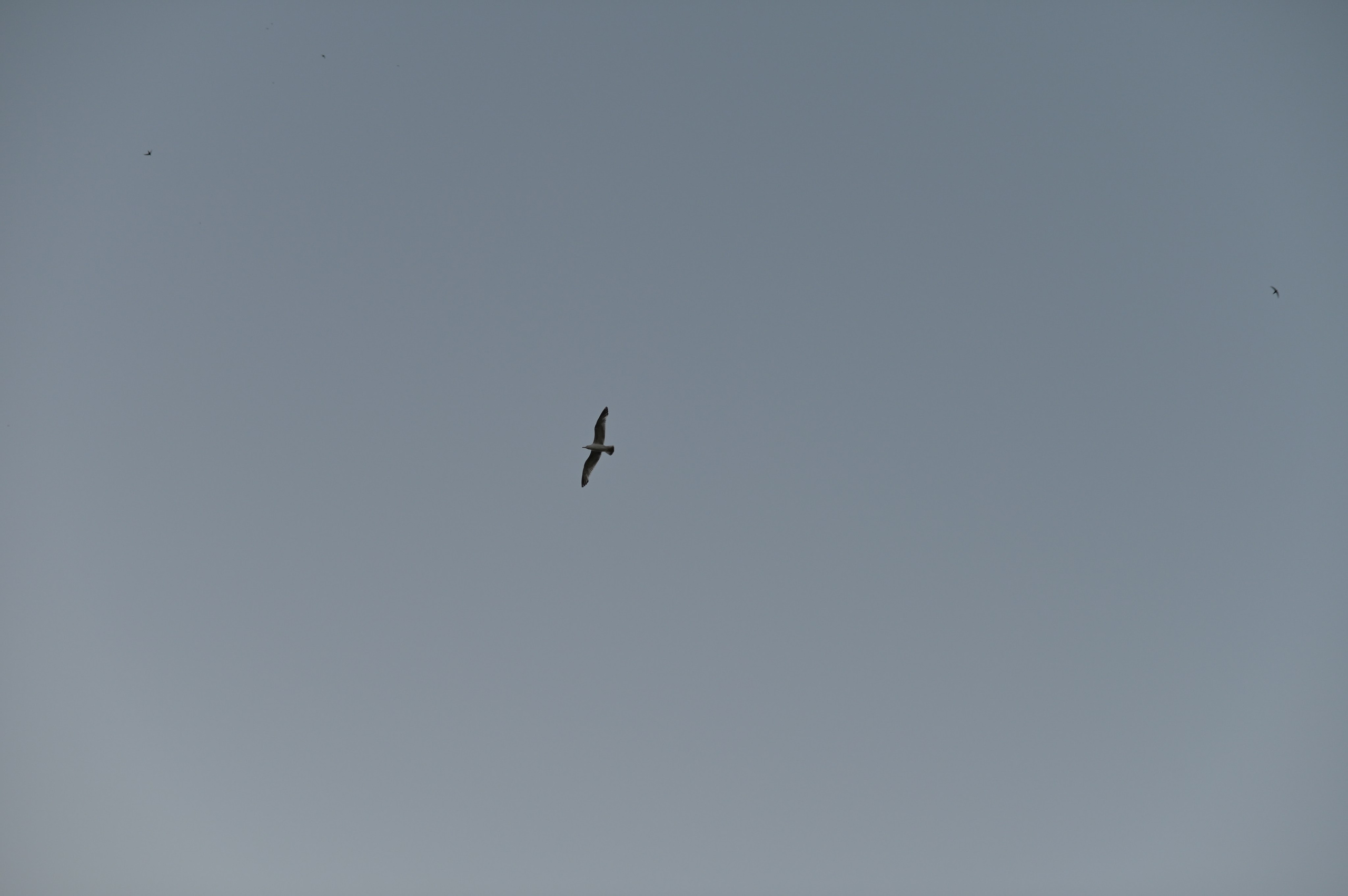 20240706 Киевская, Музеон, Библиотека. Дмитрий Ремизов. Фотография, как хобби