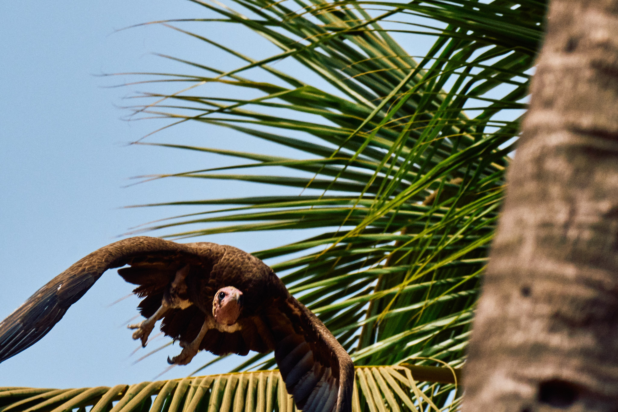 Archipelago Bissagos. See the moment and catche. commercial and reportage