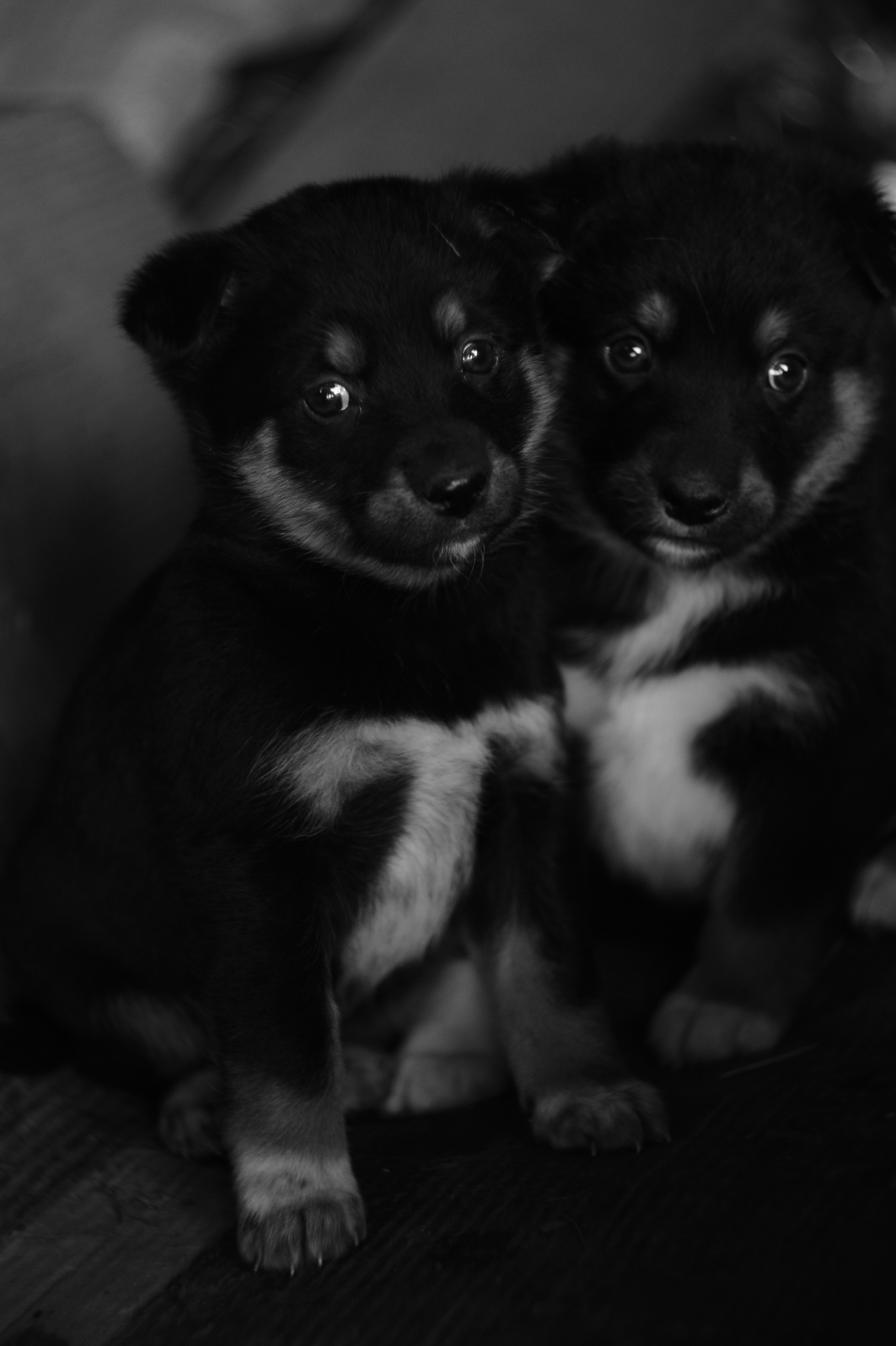 Dogs. Профессиональный фотограф