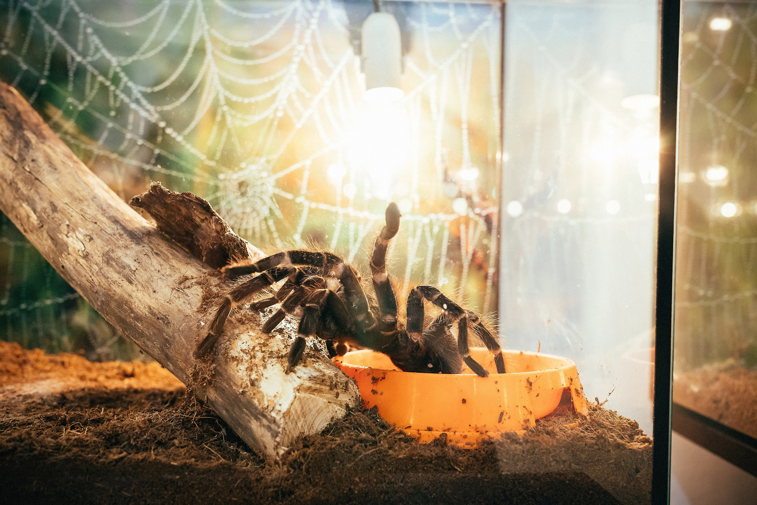 Животные. Сергей Глебов - фотограф