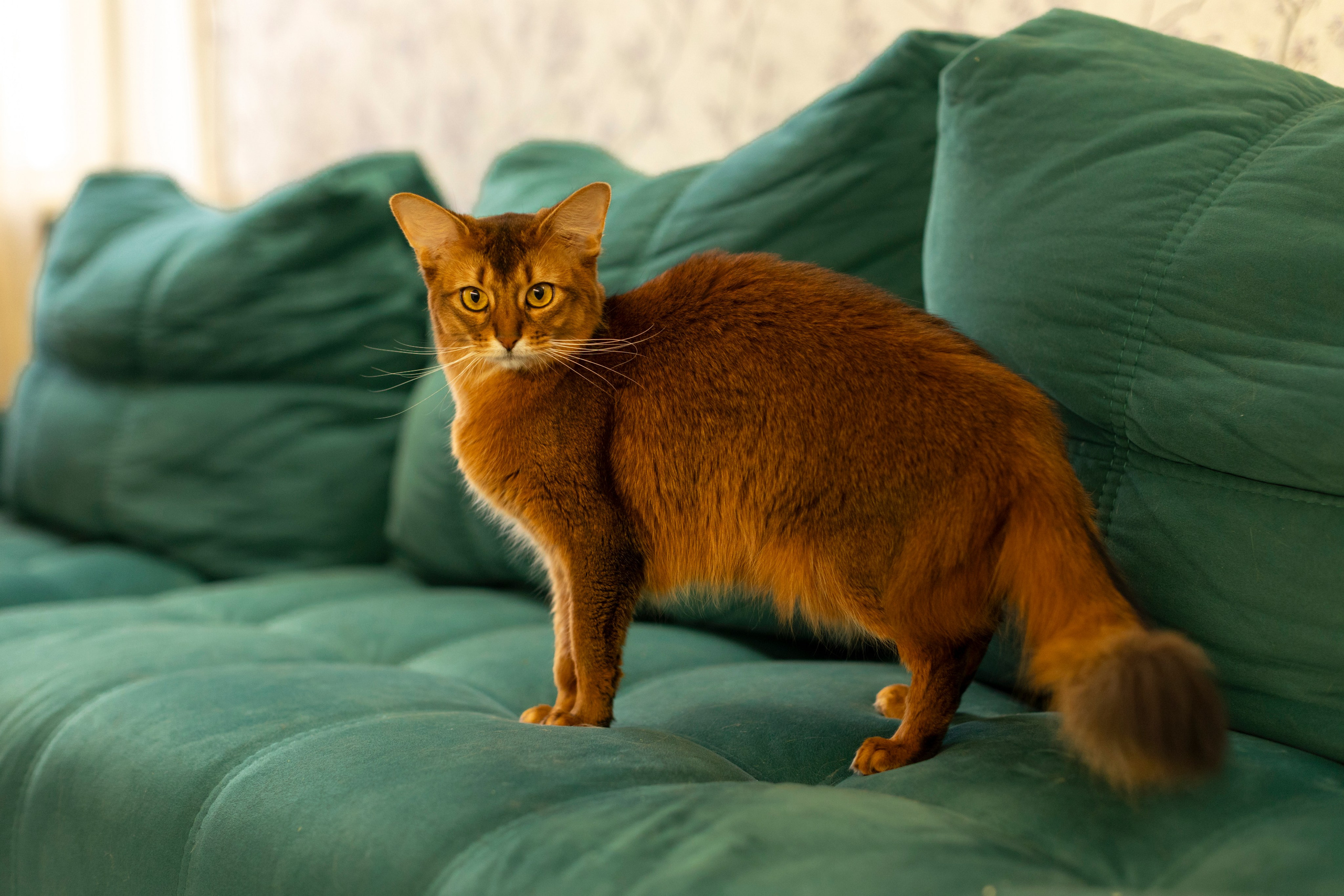 Сомали. Art my Pho