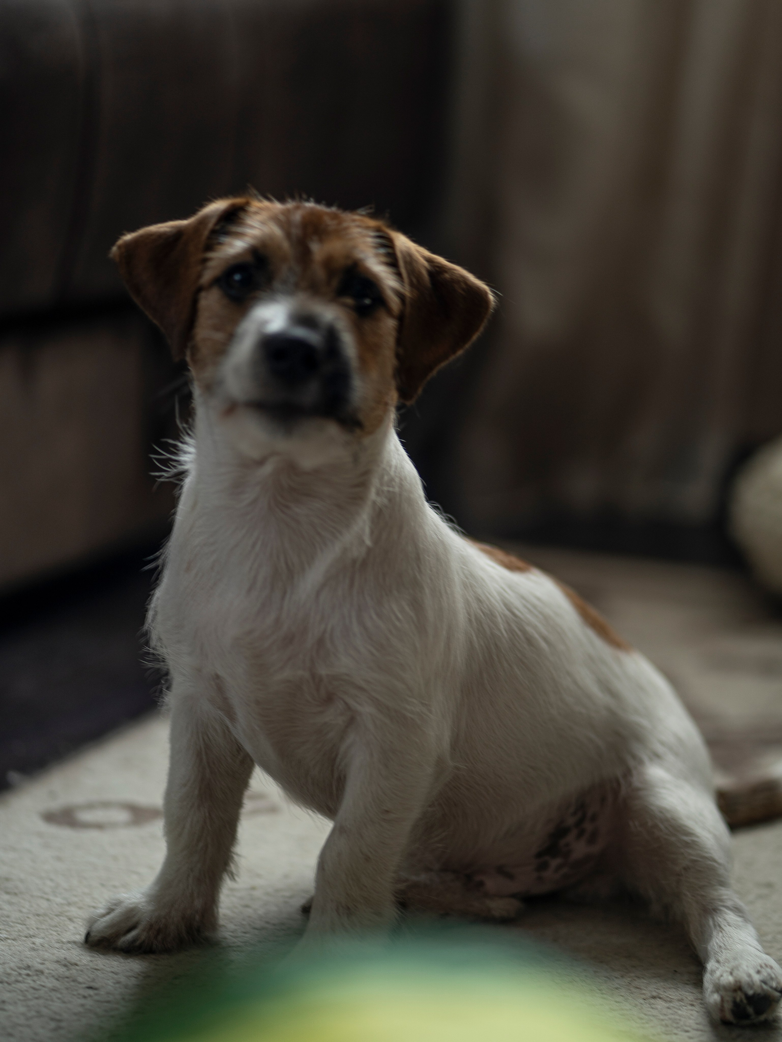 Ляля и Бандит Питомцы. Свадебный и Женский фотограф в г. Кемерово