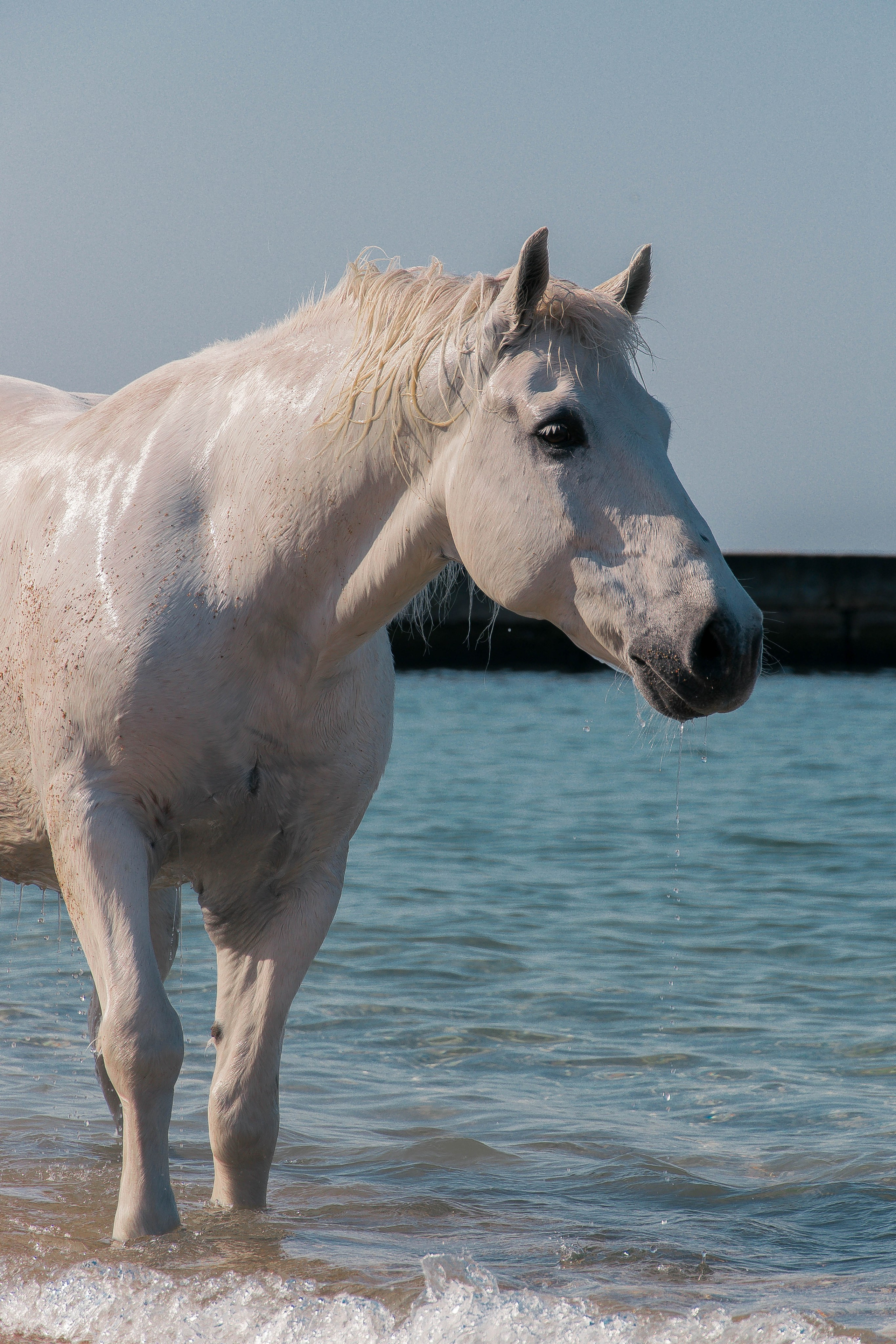 Миф и Фунтик. Фотограф в Севастополе