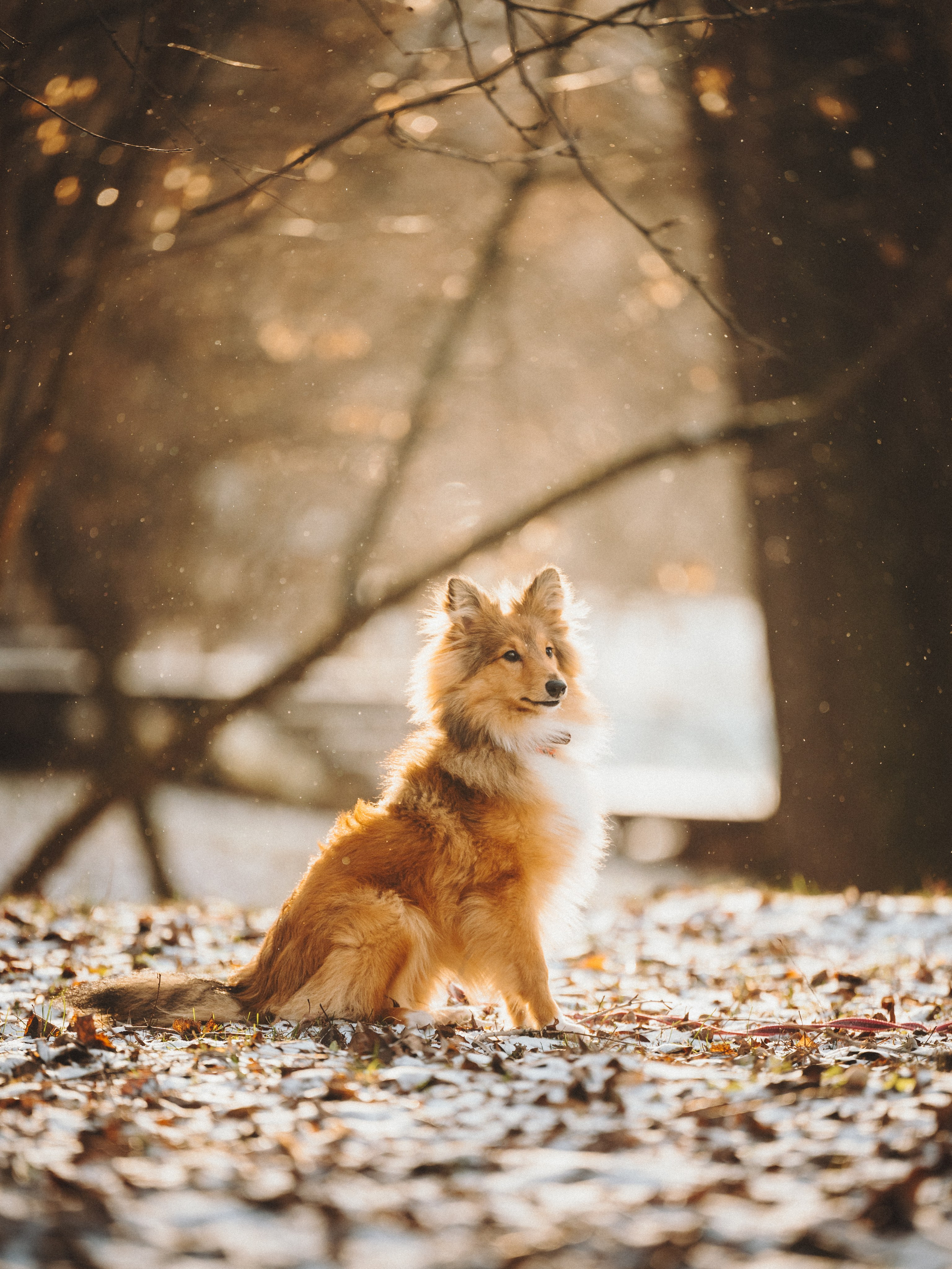 Дарья, Стас и Спика. Семейный фотограф анималист Ананьева Мария — Москва