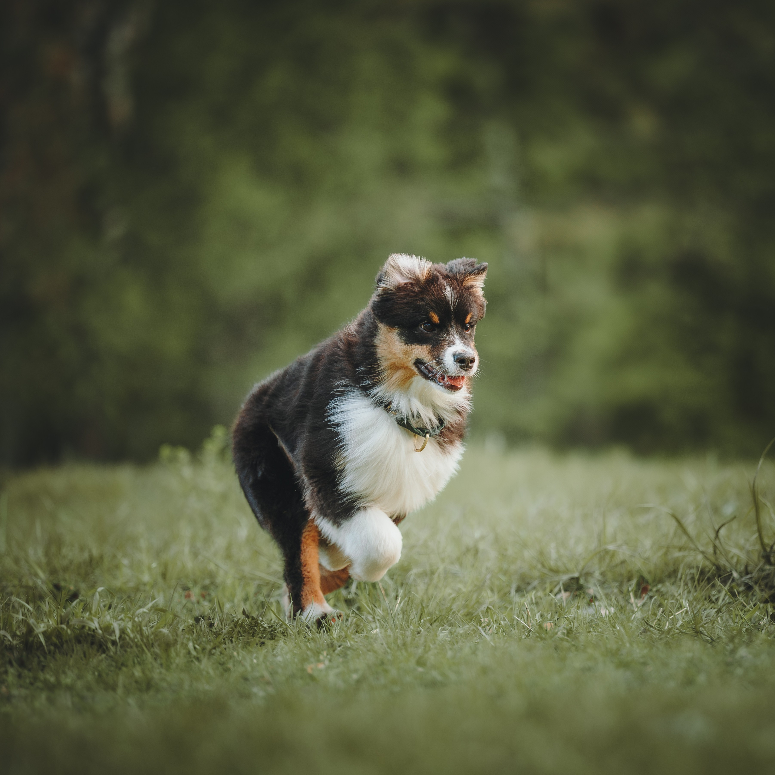 Софья и Сажик. Семейный фотограф анималист Ананьева Мария — Москва