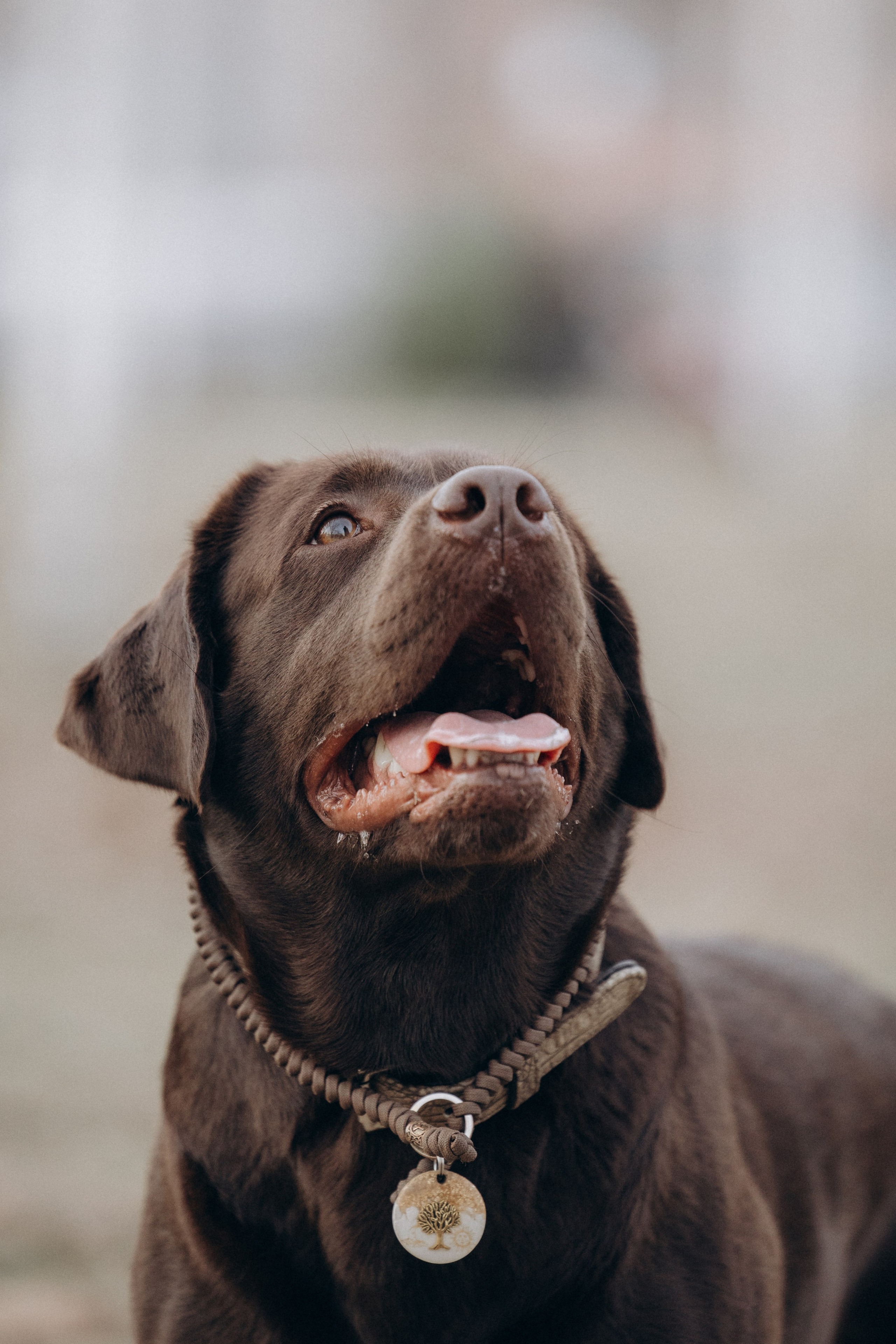 Наталия и Пальма в парке. Фотограф анималист в Казани Алина Сулейманова. Фотограф животных