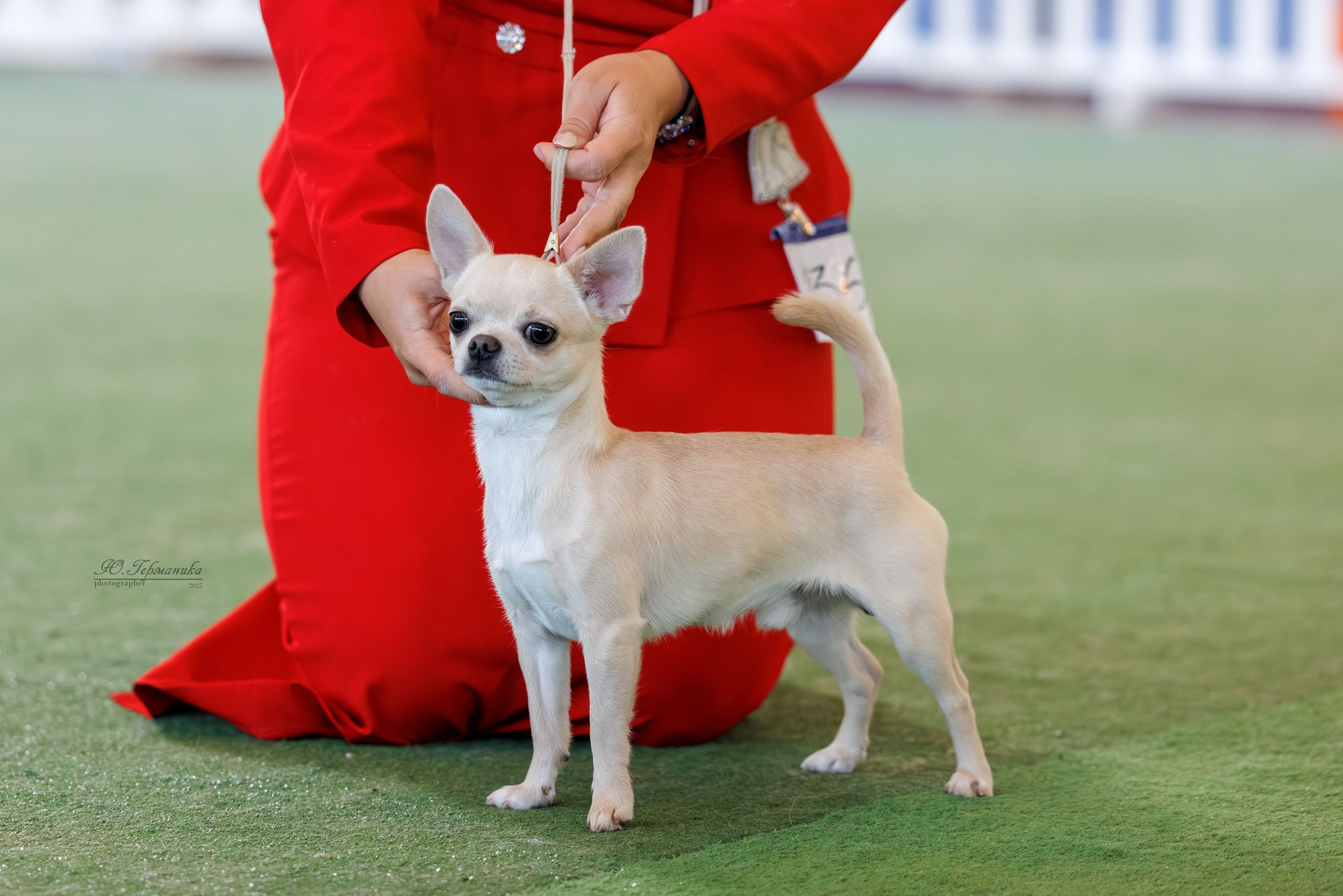 Батуми 3хCACIB 27-29.06.2025. Фотограф-анималист Юлия Германика