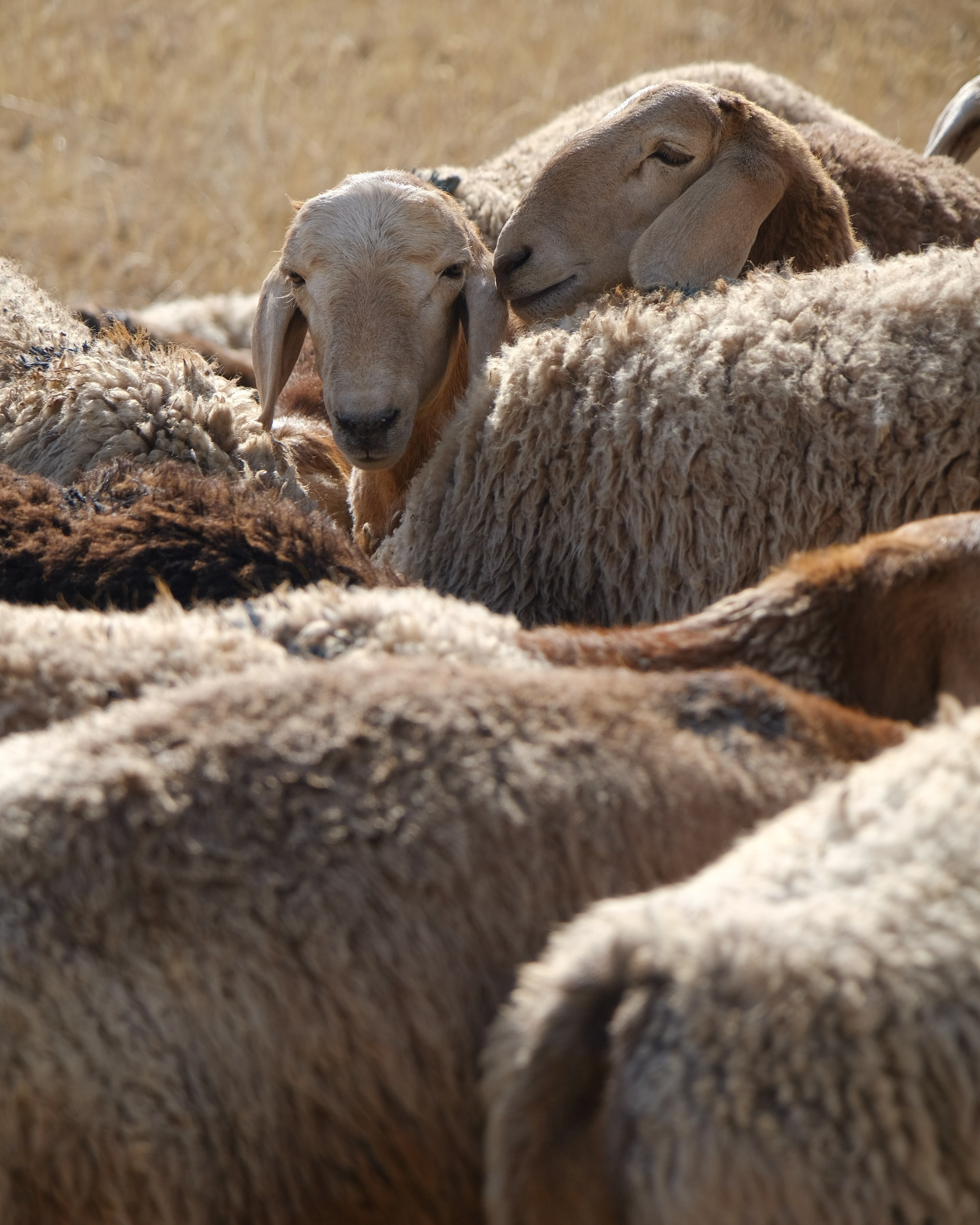 Кыргызстан. Фотограф Дмитрий Олрайт | Калуга, Россия