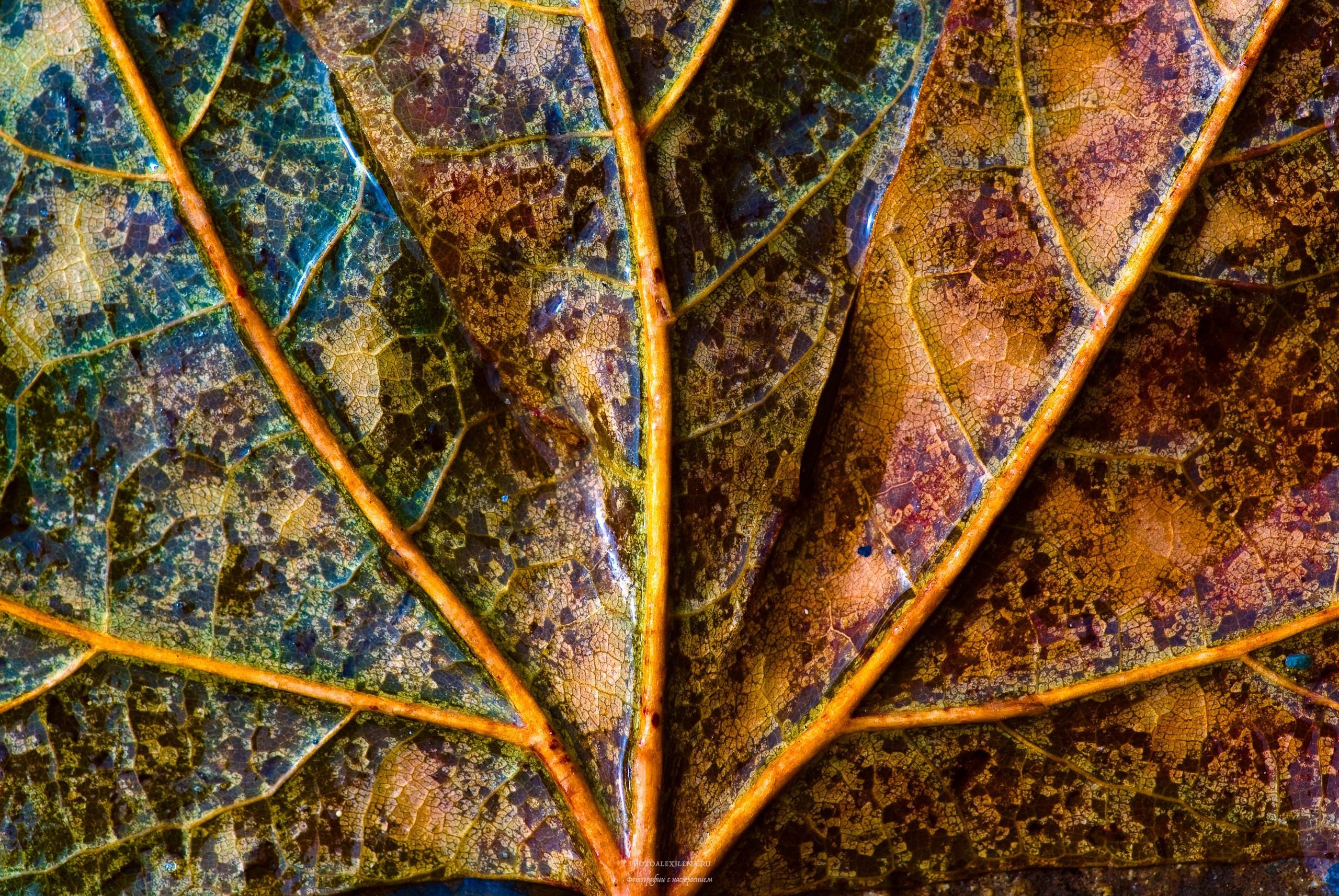 Кипр, 2009
