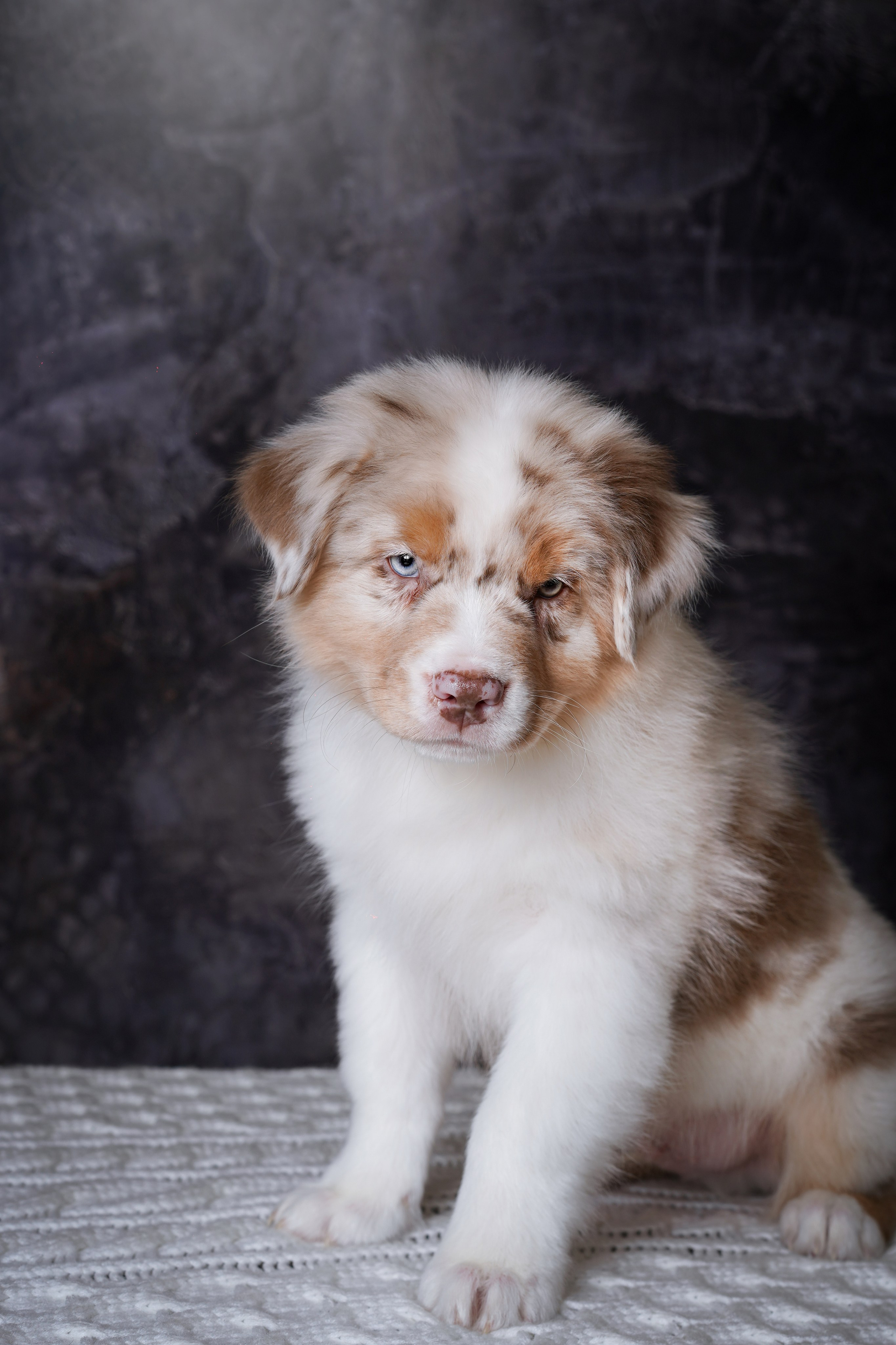 Щенки аусси. Фотограф-анималист в Санкт-Петербурге Яна Мартынова