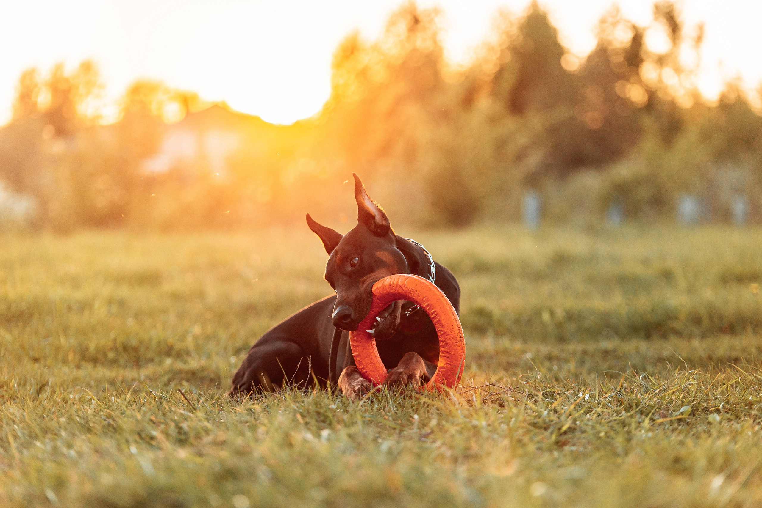 Юля, Андрей и Арес. Фотограф-анималист Анастасия Парфенова|Екатеринбург