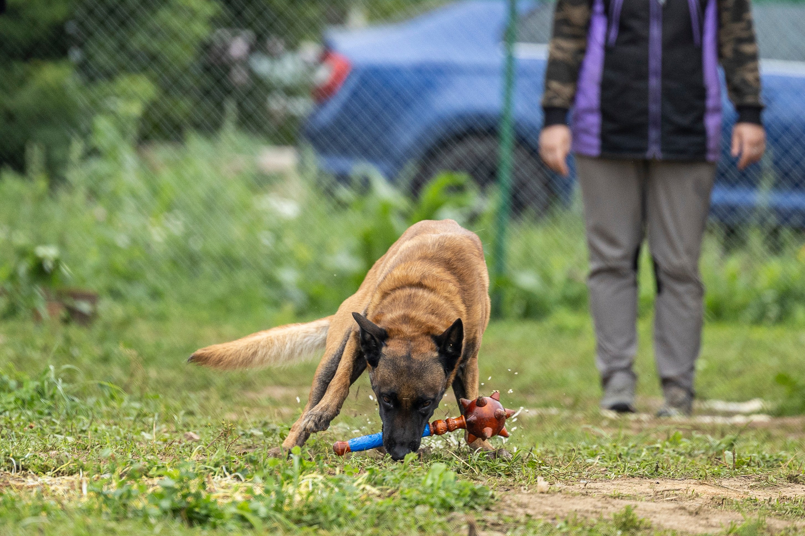 Соревнования по Мондьорингу г. Вологда 10-11.08.2024. Фотограф-анималист Анна Маринич